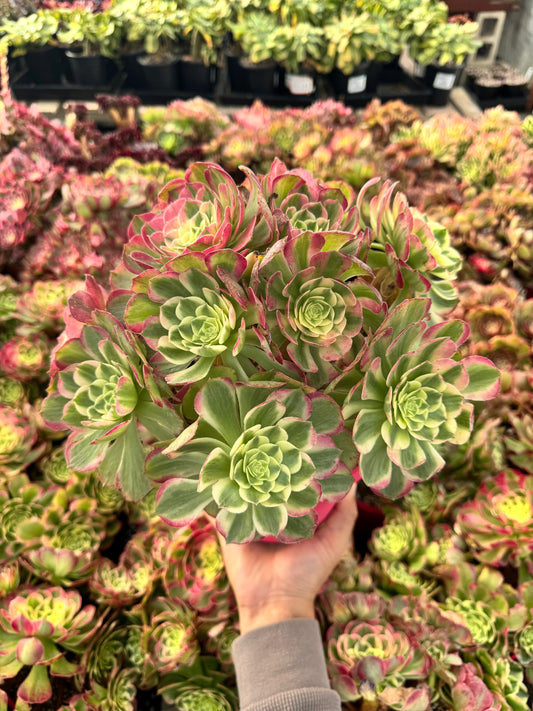 Aeonium neptune cluster