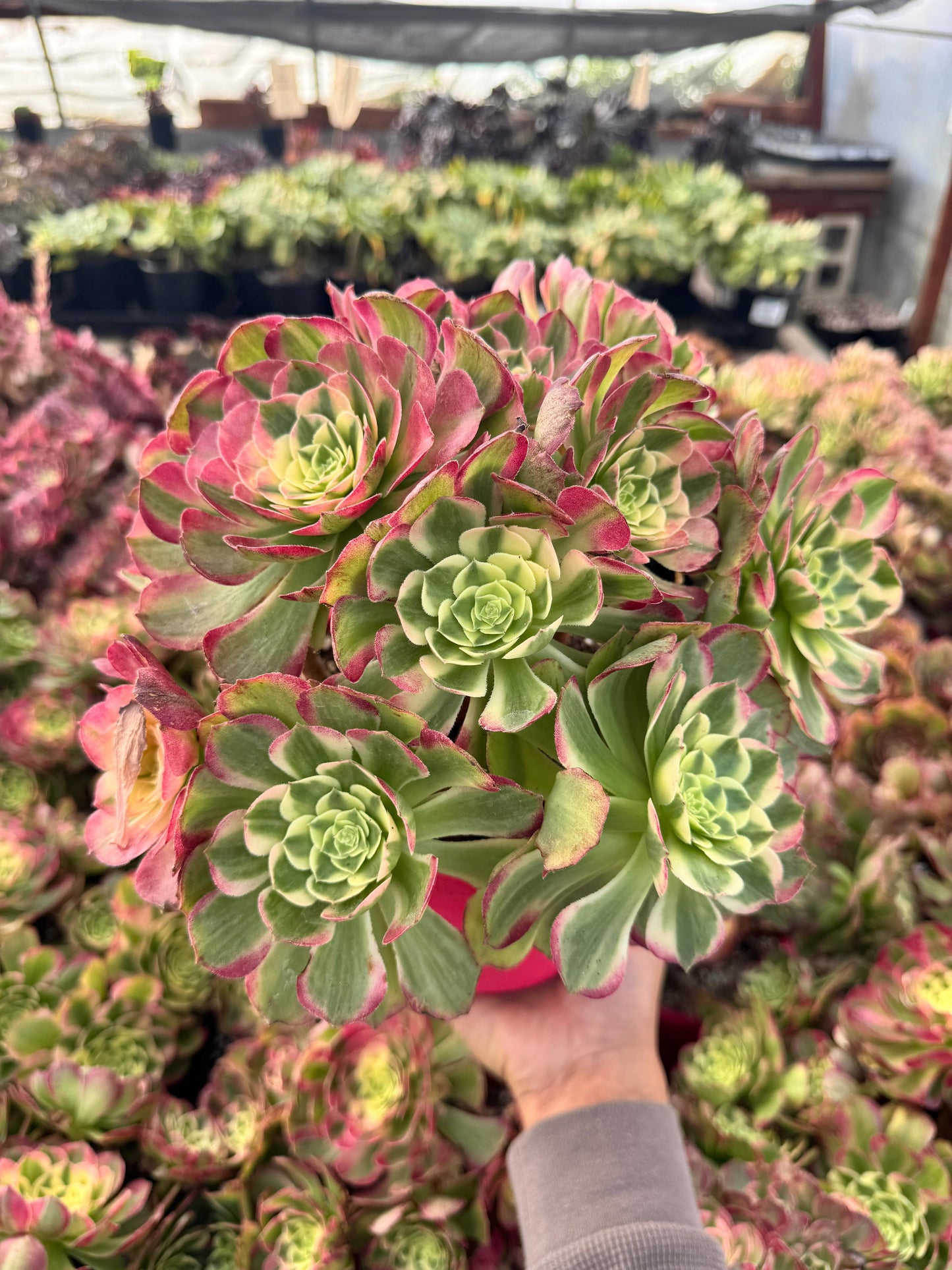 Aeonium neptune cluster