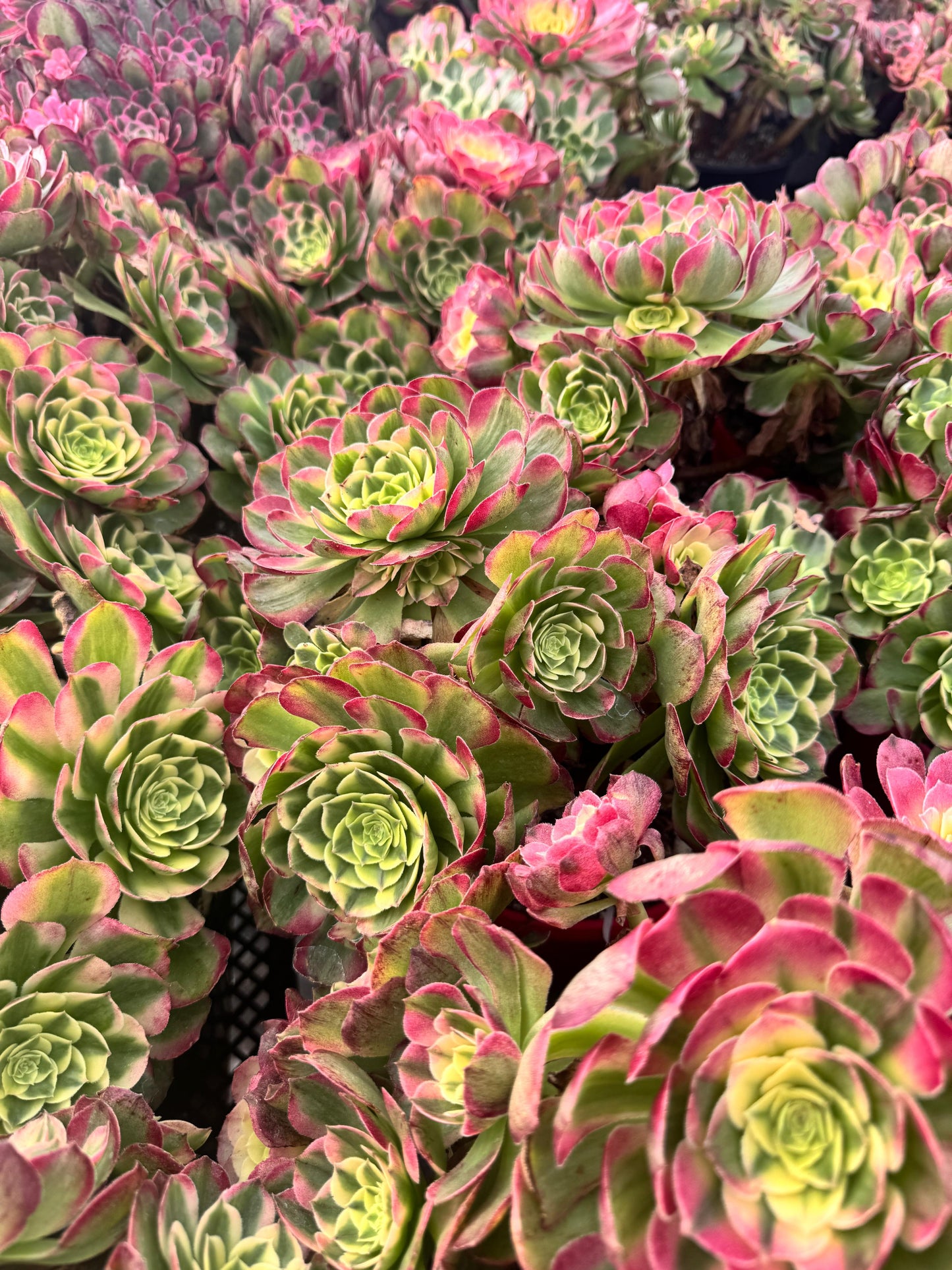 Aeonium neptune cluster