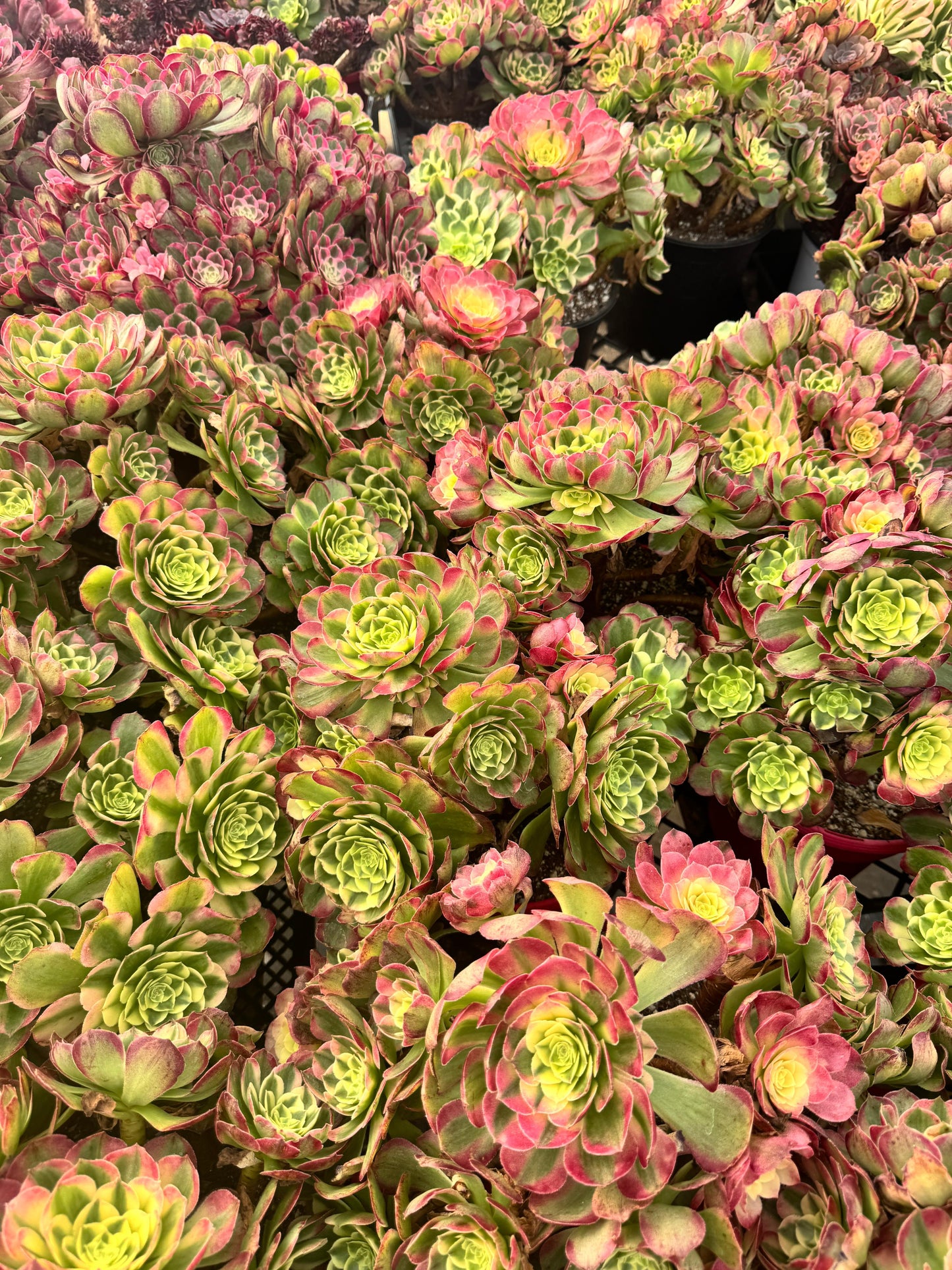 Aeonium neptune cluster