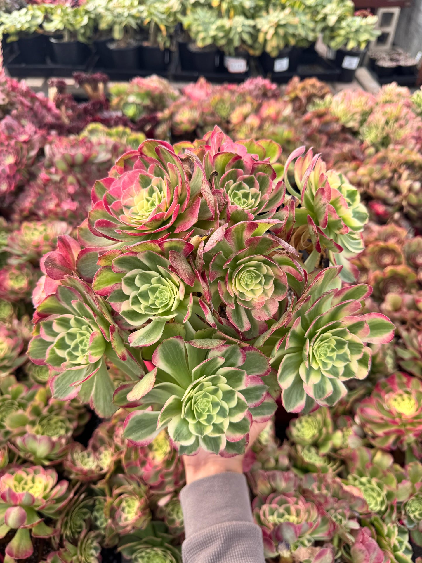 Aeonium neptune cluster