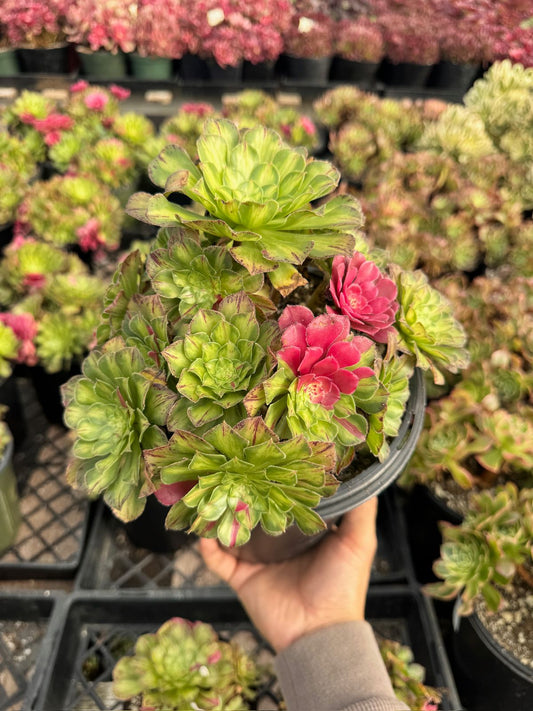 Aeonium ultra variegado cluster