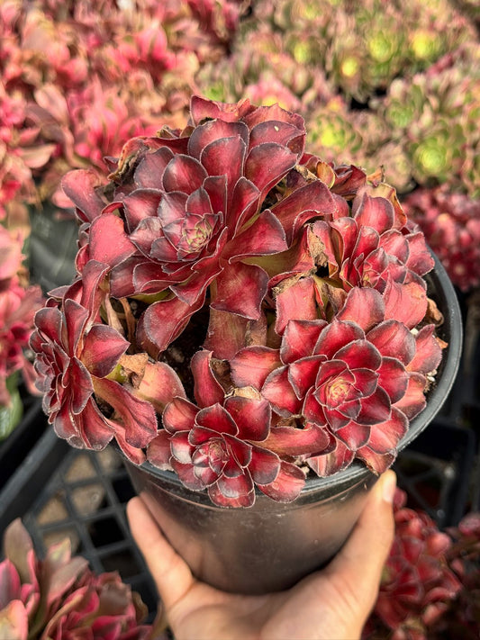 Aeonium red apple leaf cluster