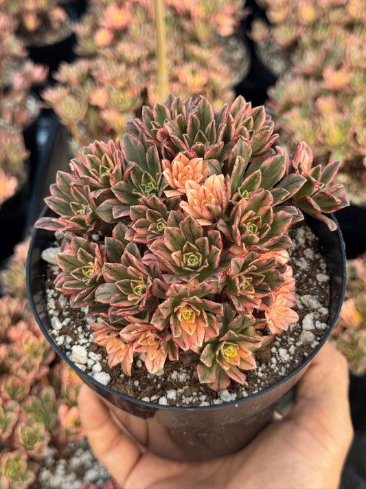 Aeonium sweet tea cluster