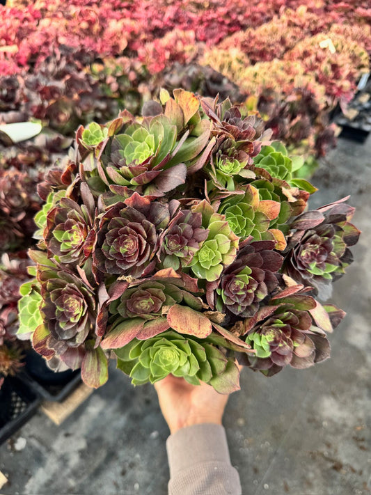 Aeonium moonlight cluster