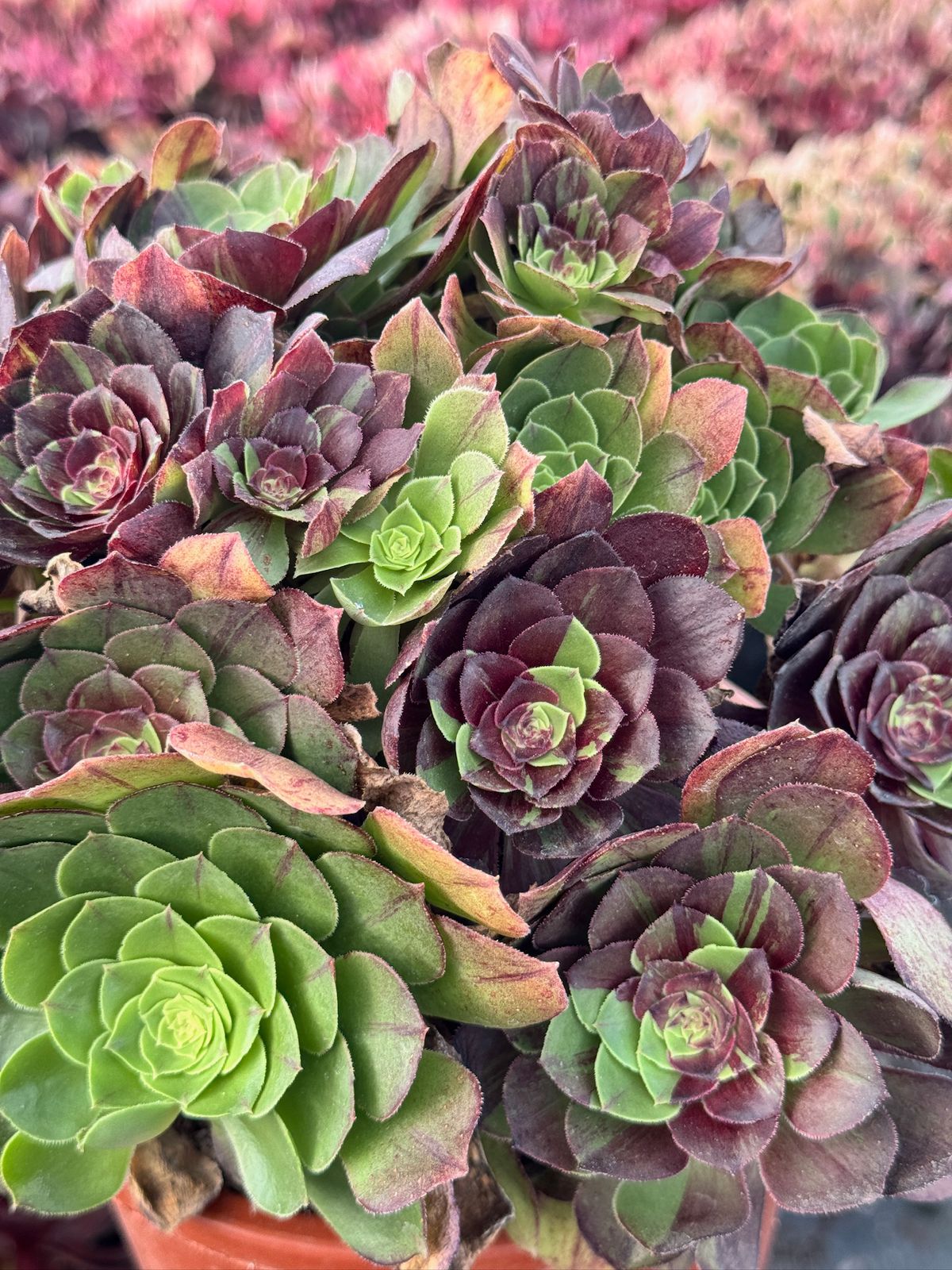 Aeonium moonlight cluster