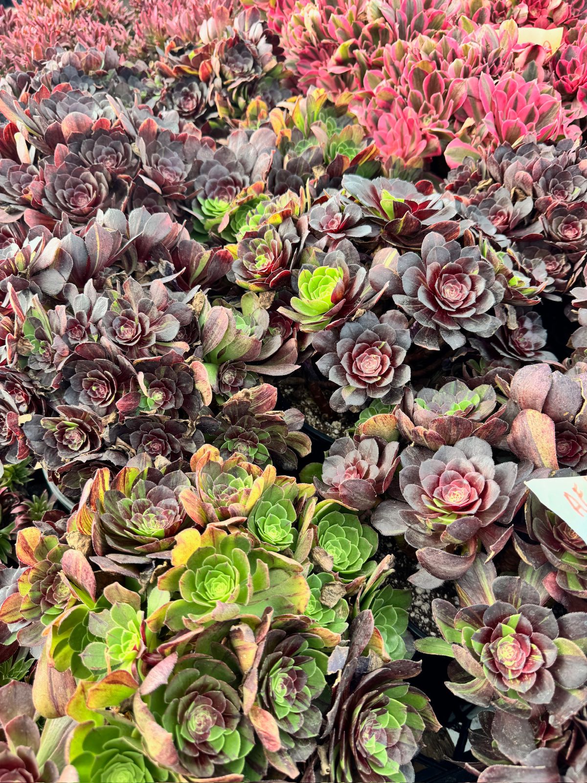 Aeonium moonlight cluster