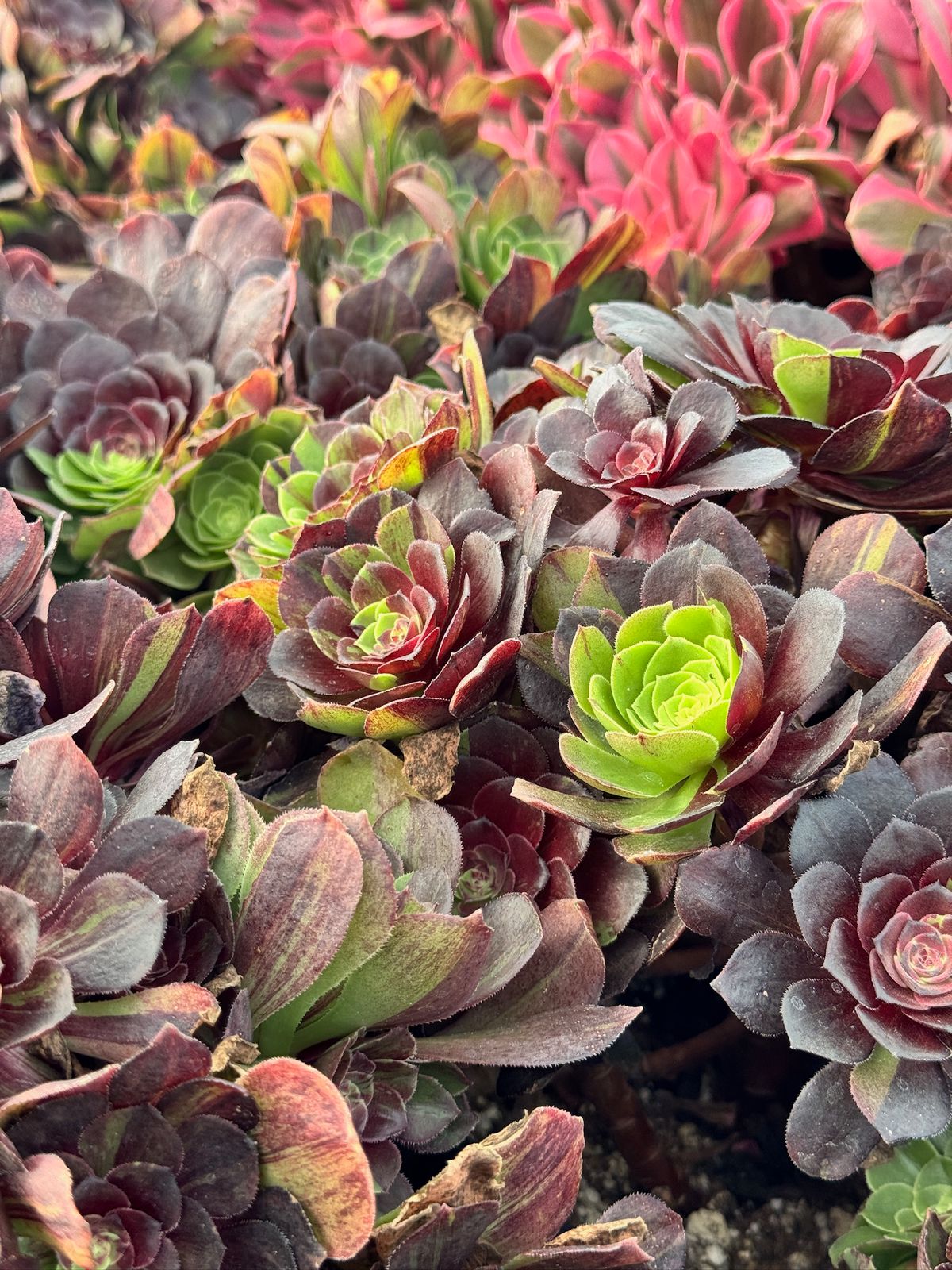 Aeonium moonlight cluster