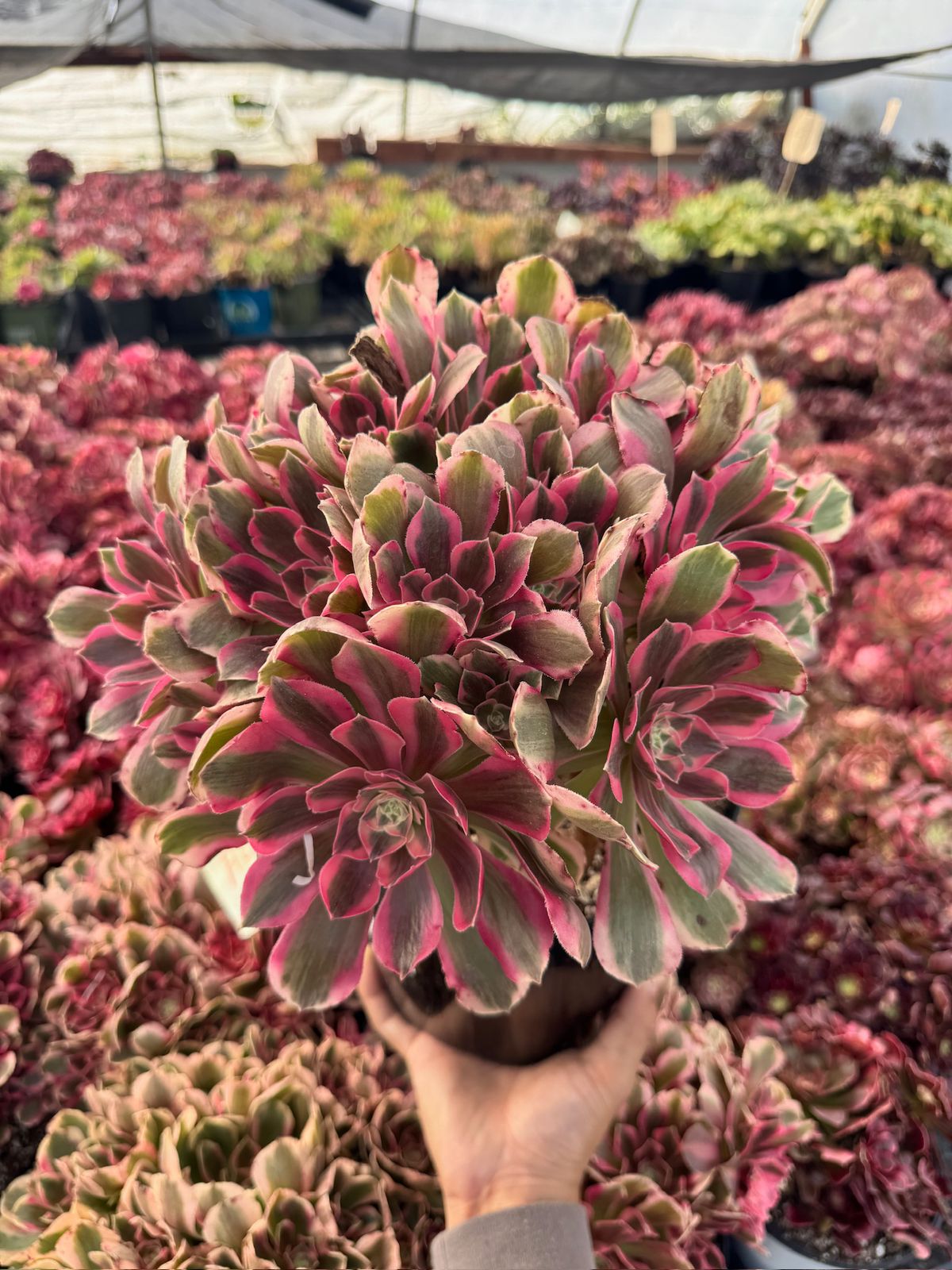 Aeonium enchanting cluster