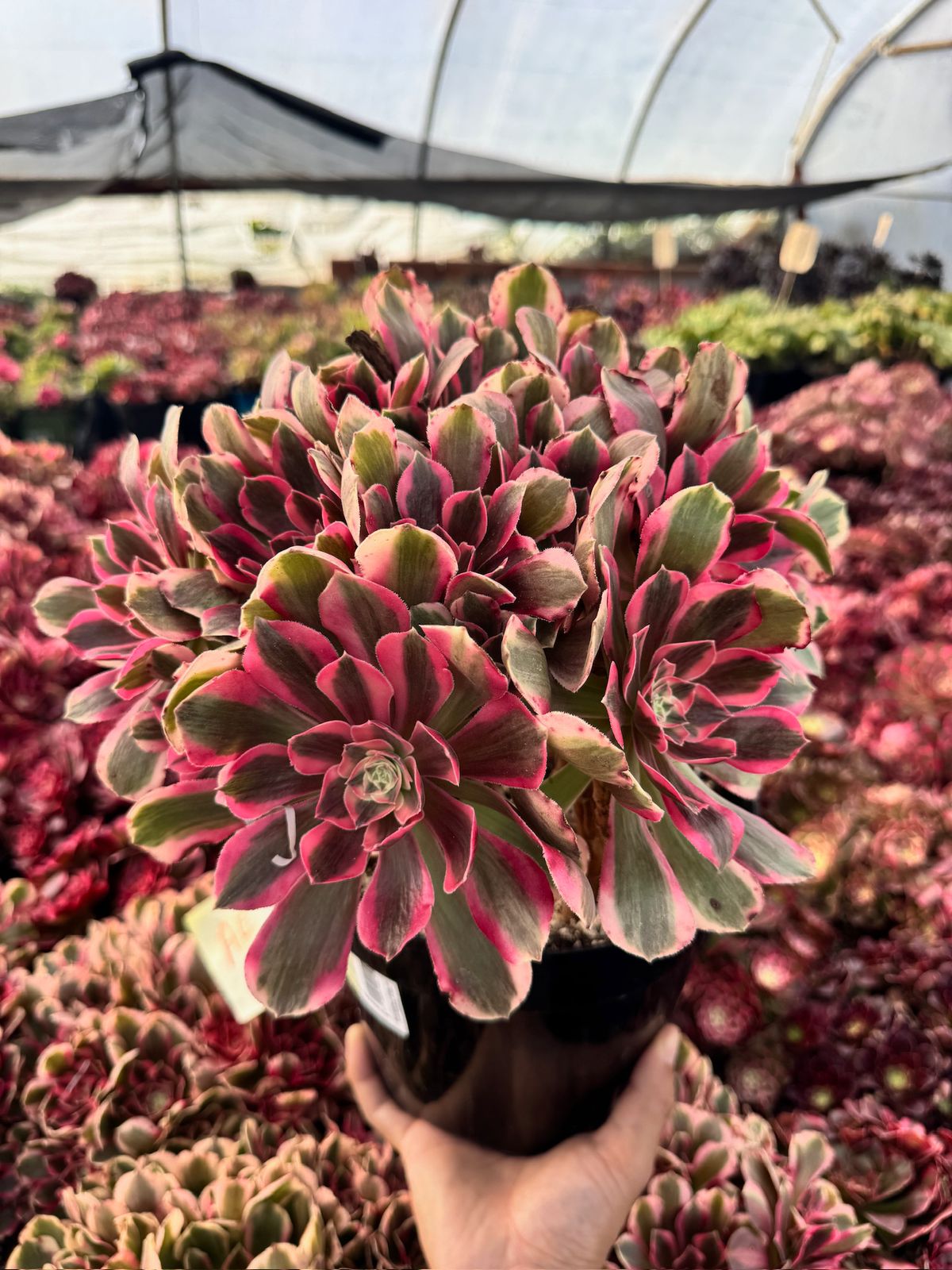 Aeonium enchanting cluster