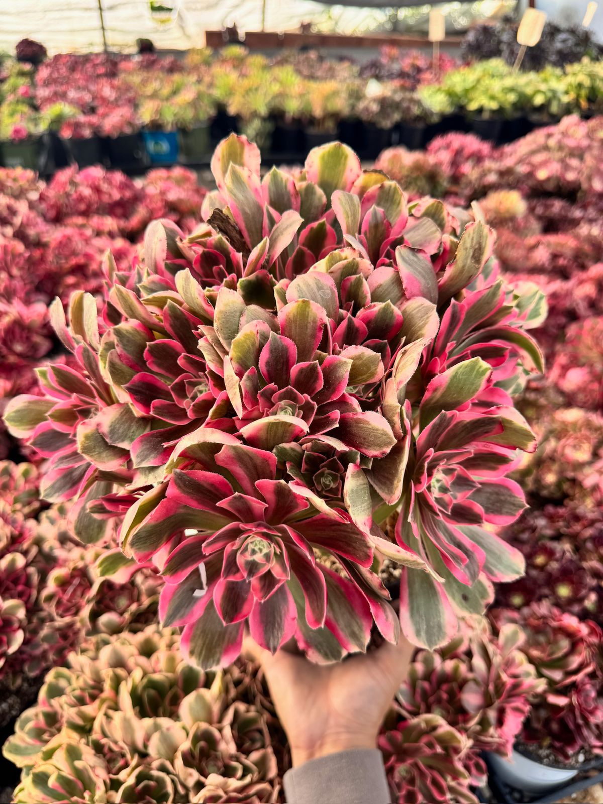 Aeonium enchanting cluster