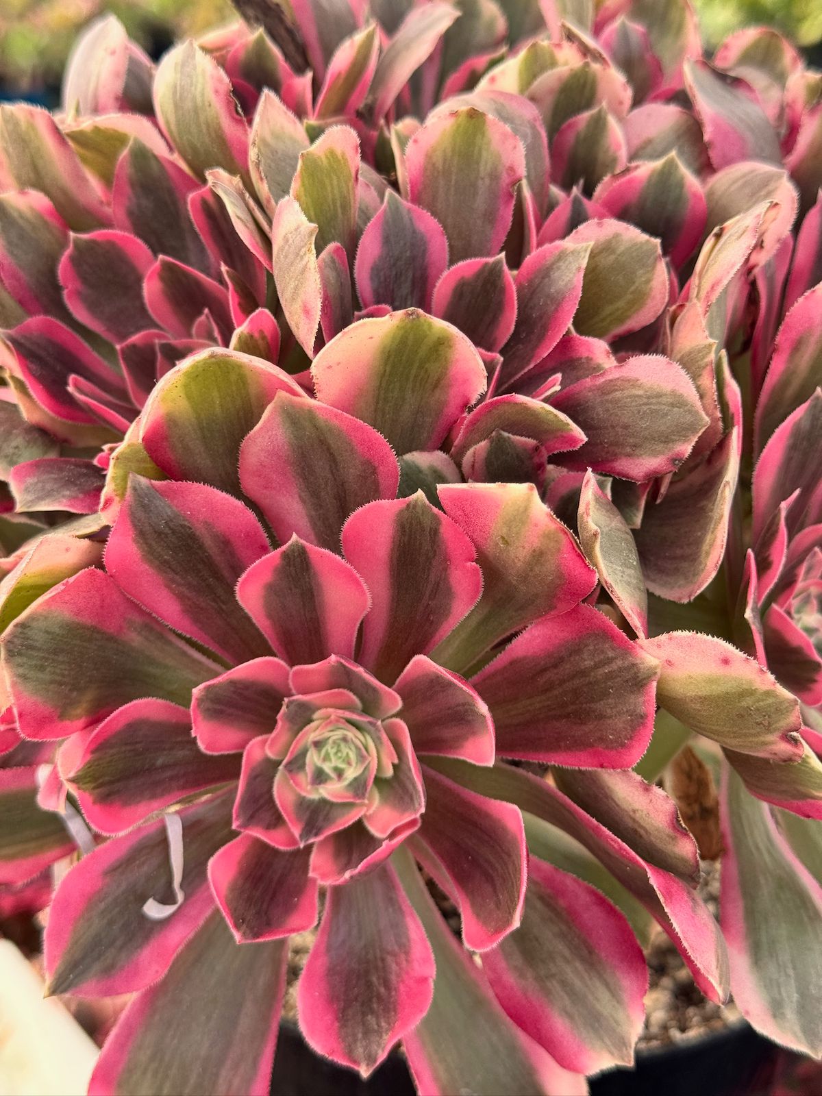 Aeonium enchanting cluster