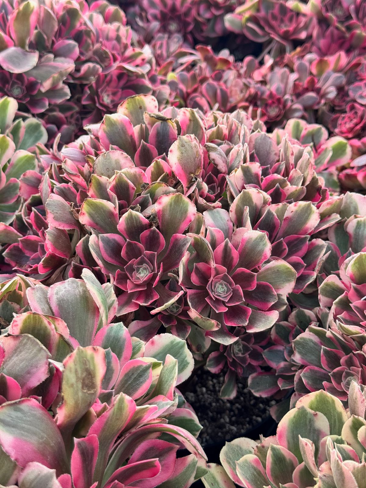 Aeonium enchanting cluster