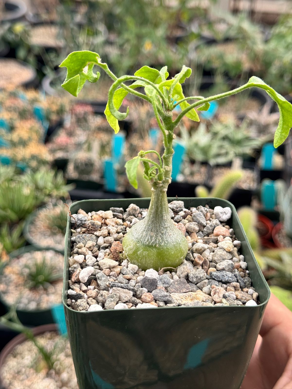 zygosicyos pubescens