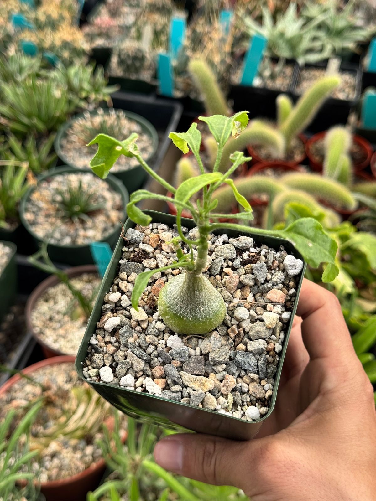 zygosicyos pubescens