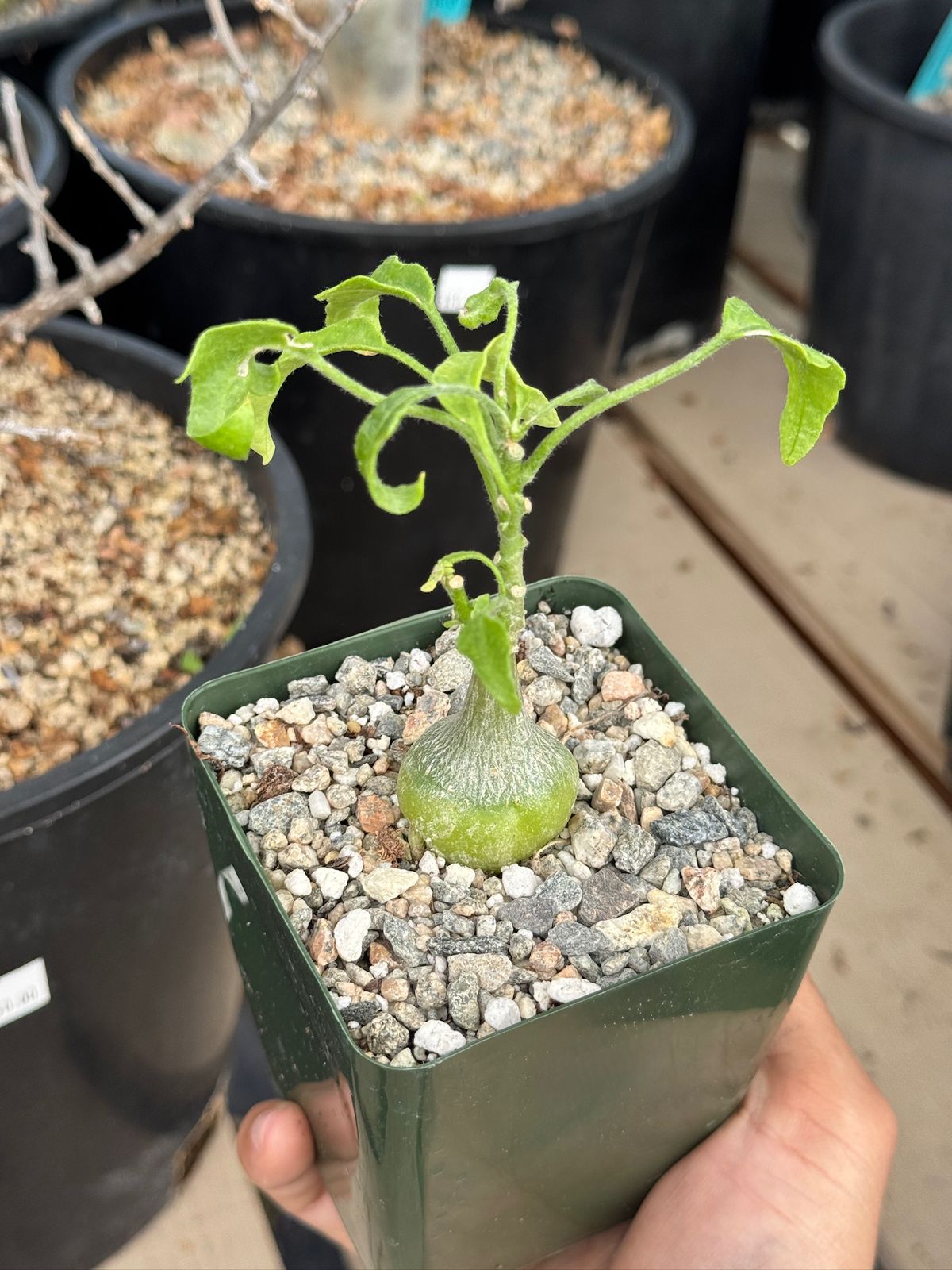 zygosicyos pubescens