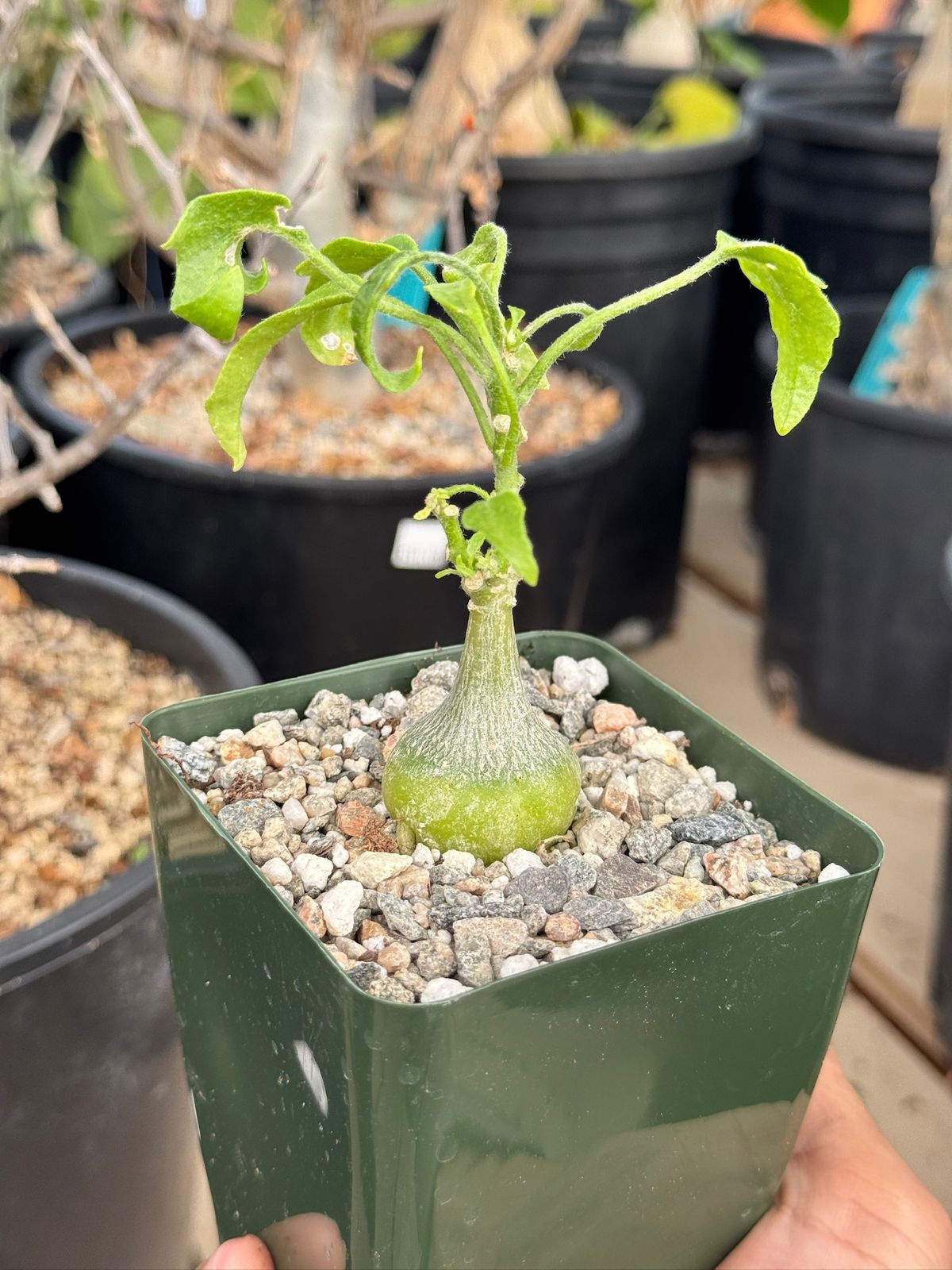 zygosicyos pubescens