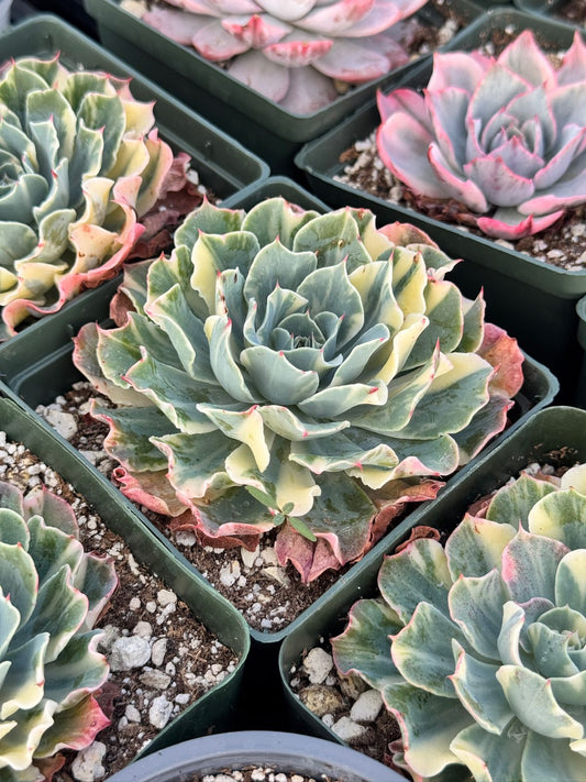 Echeveria tsunami blush