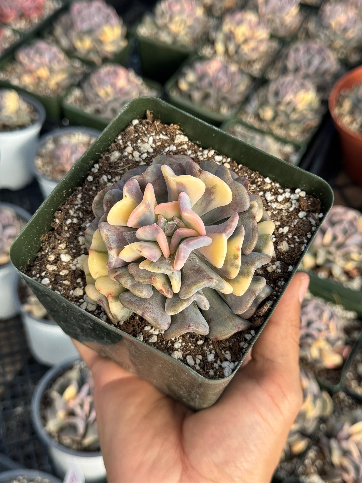 Echeveria cubic frost variegada