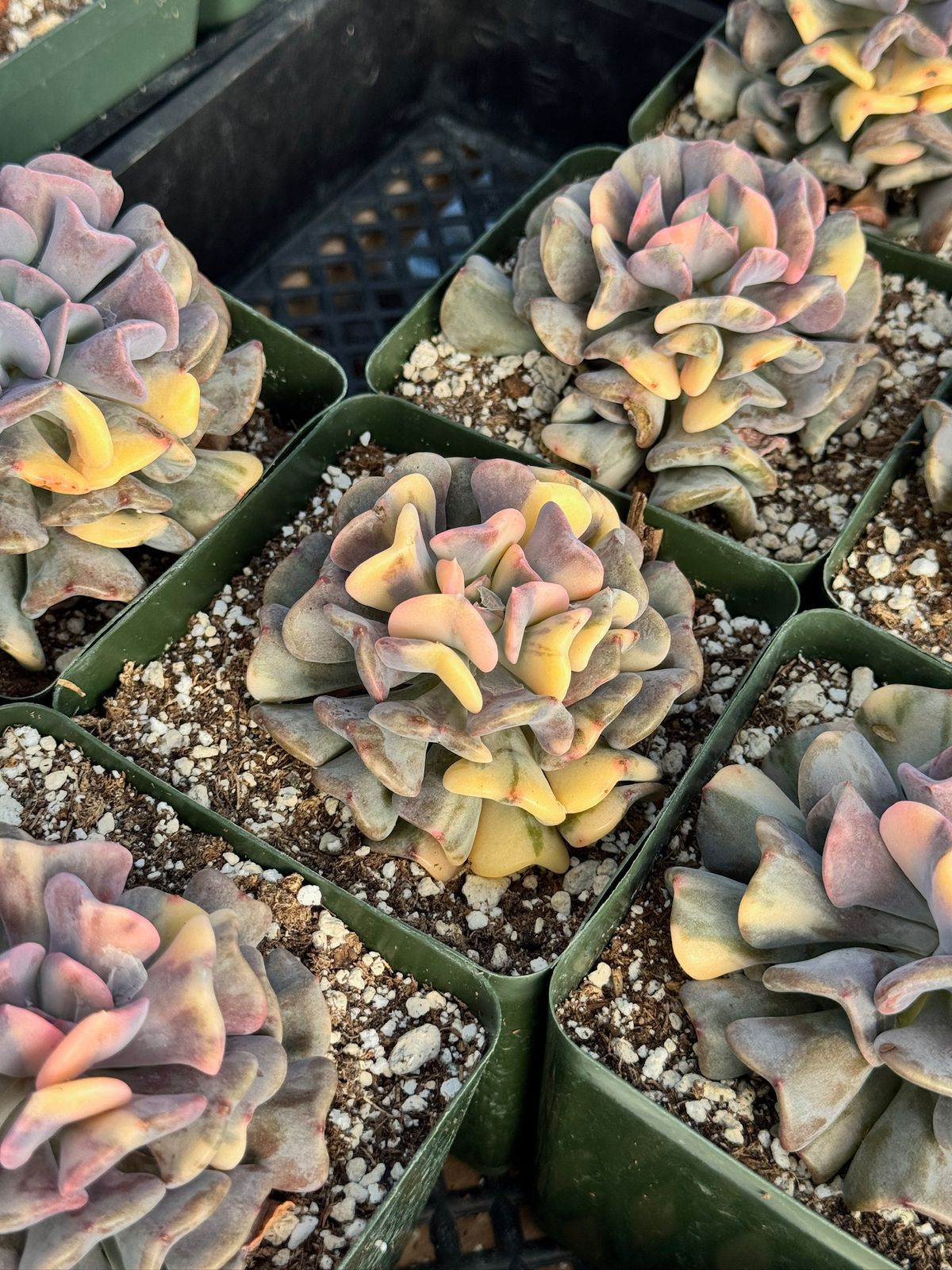 Echeveria cubic frost variegada