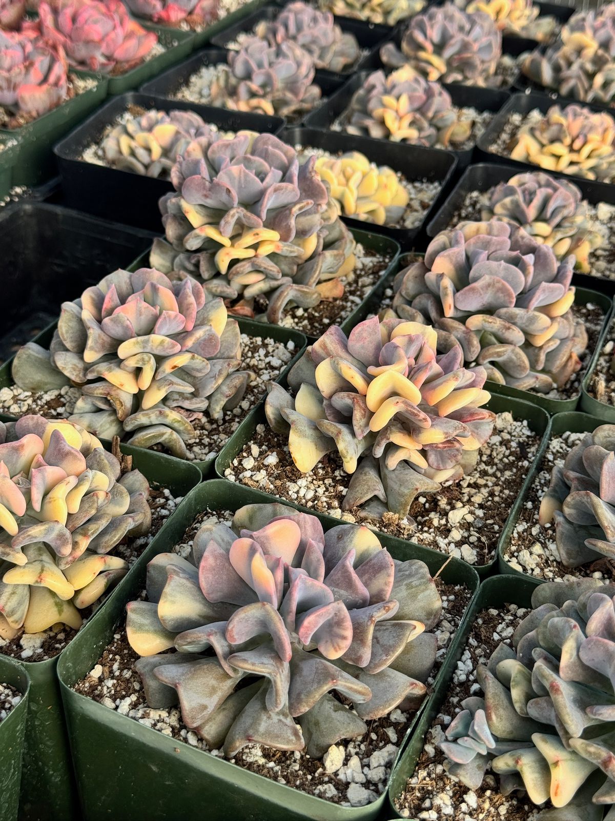 Echeveria cubic frost variegada