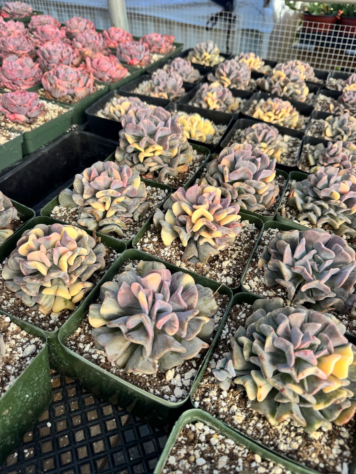 Echeveria cubic frost variegada