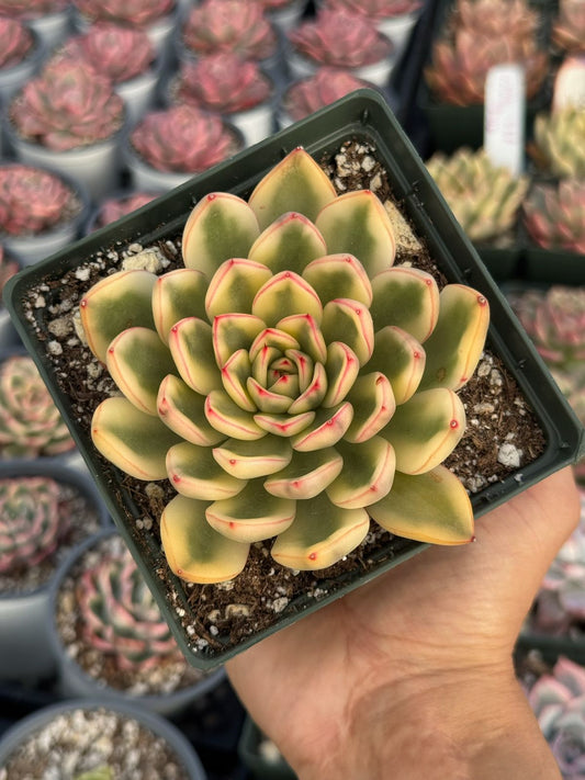 Echeveria paulina variegada