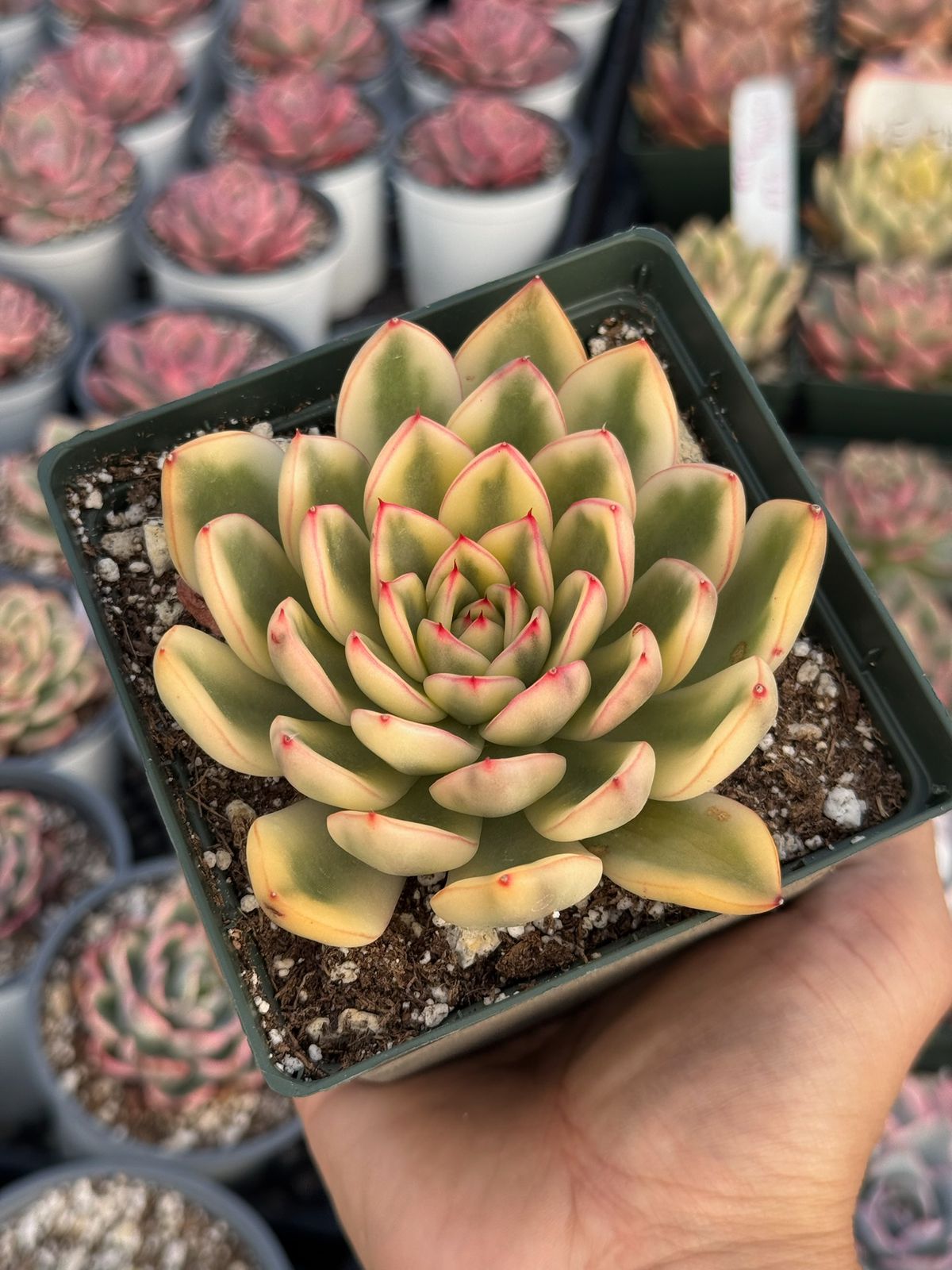 Echeveria paulina variegada