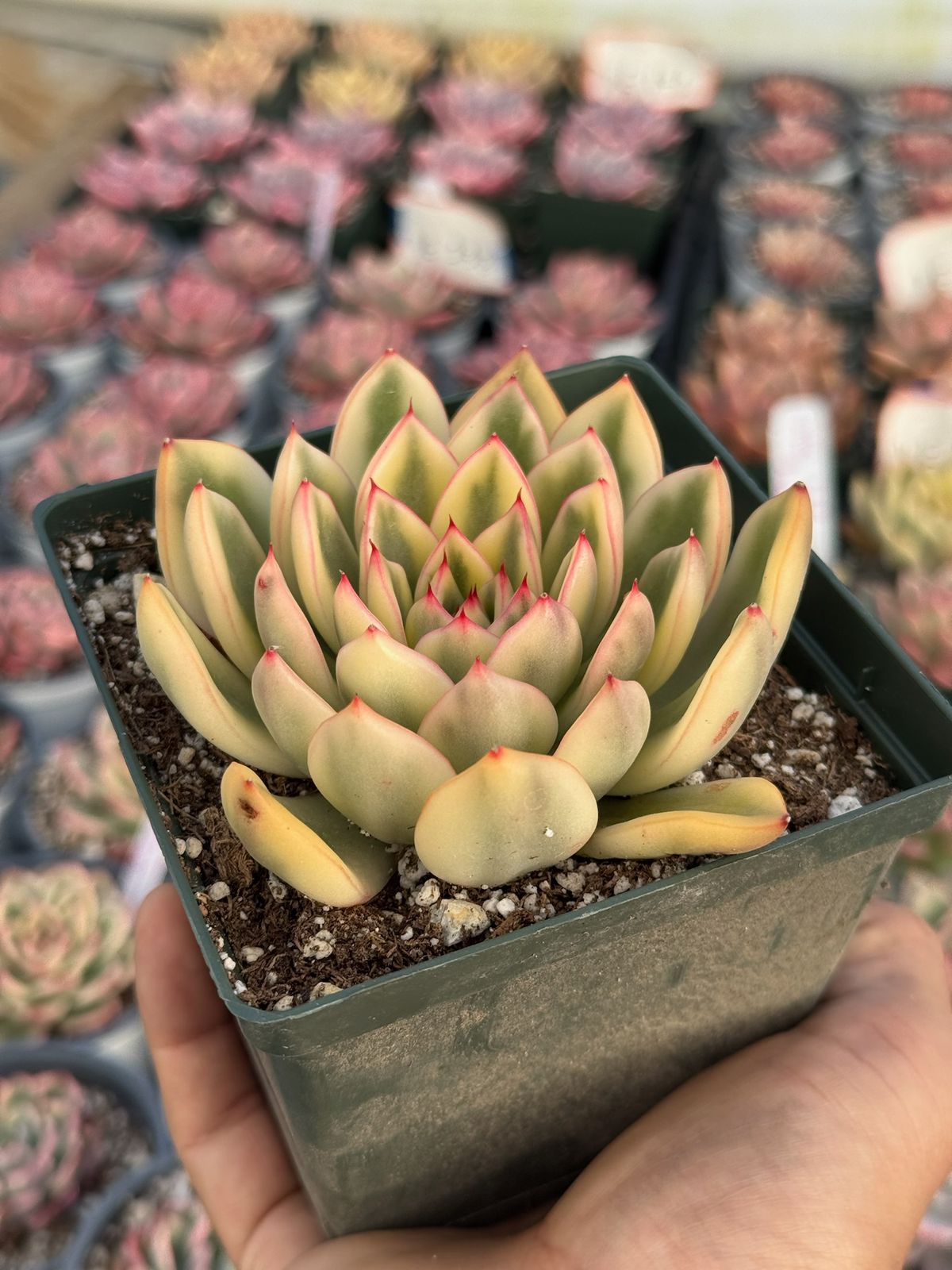 Echeveria paulina variegada