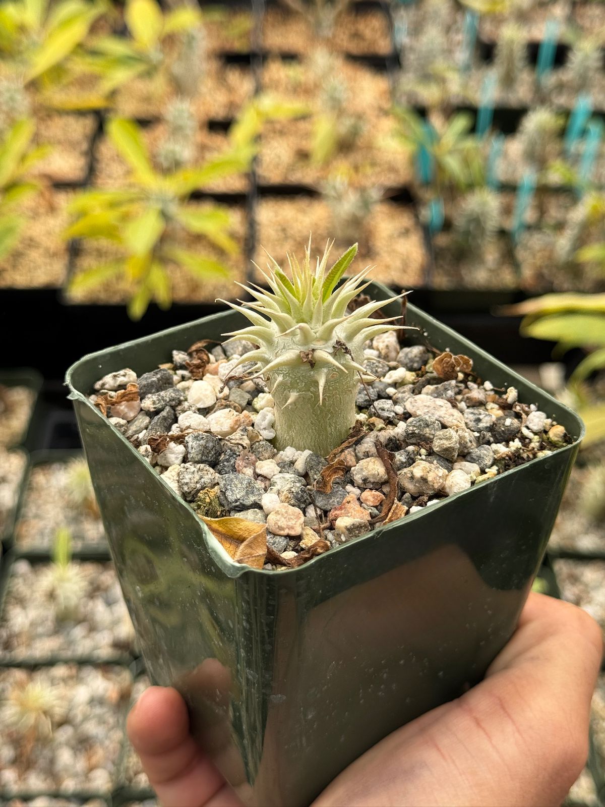 Pachypodium eburneum