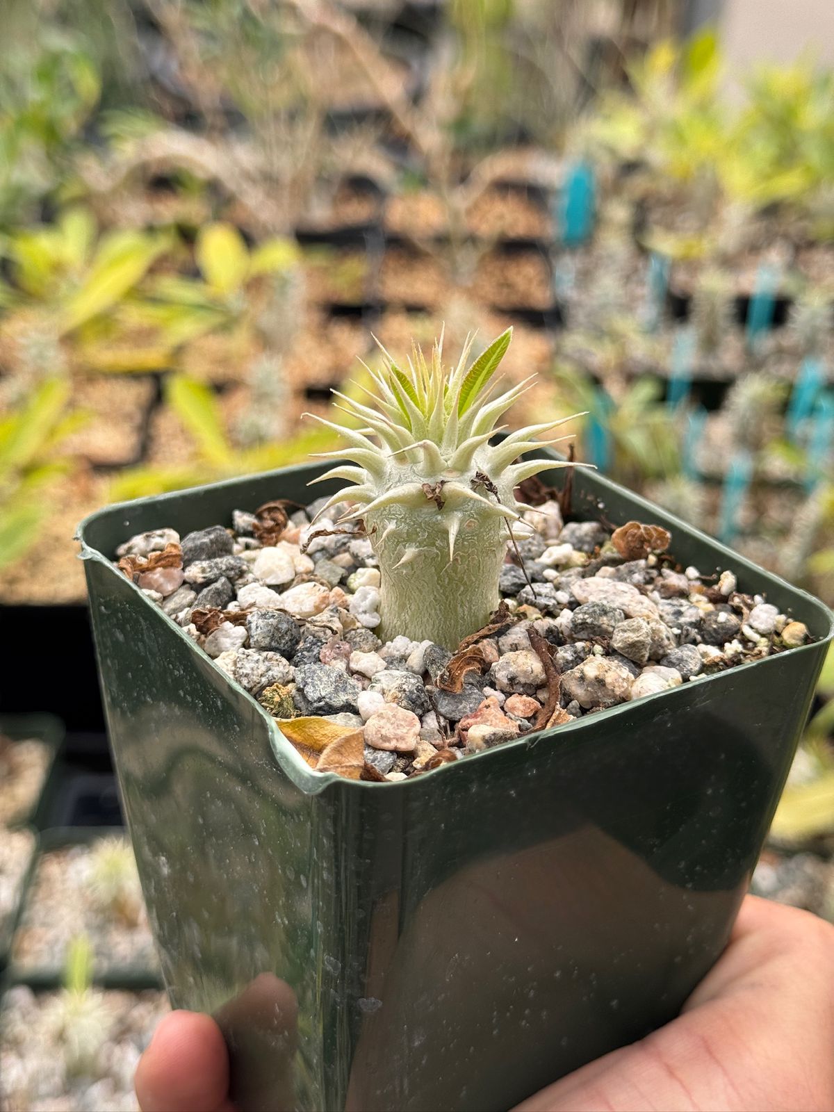 Pachypodium eburneum