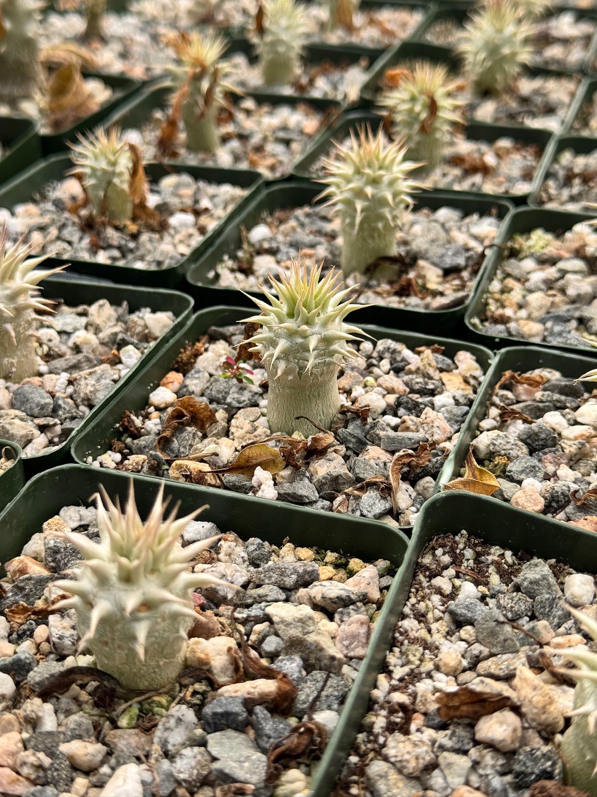 Pachypodium eburneum