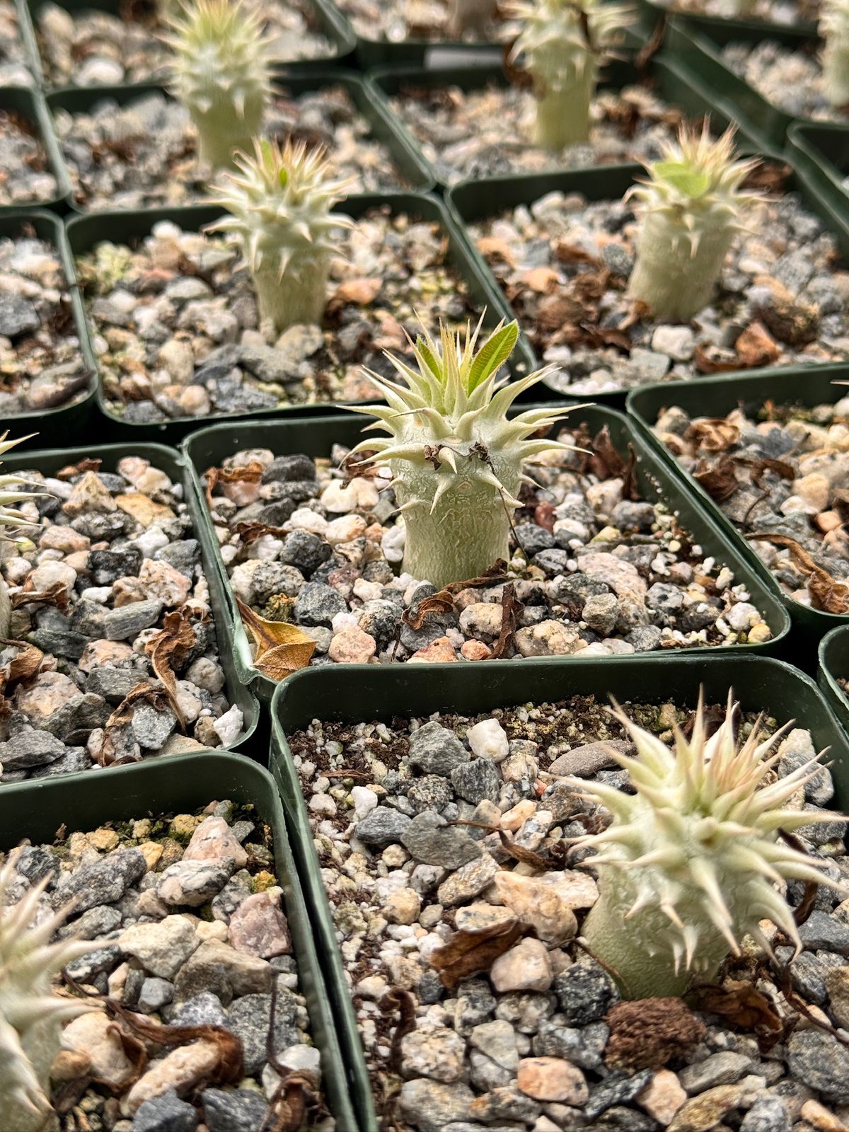Pachypodium eburneum