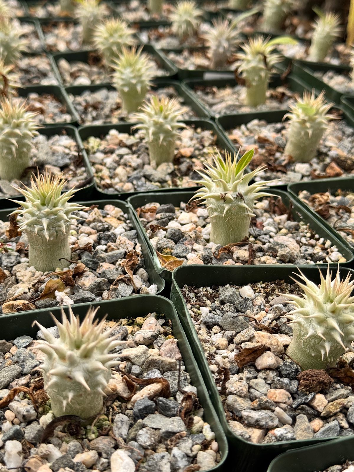 Pachypodium eburneum