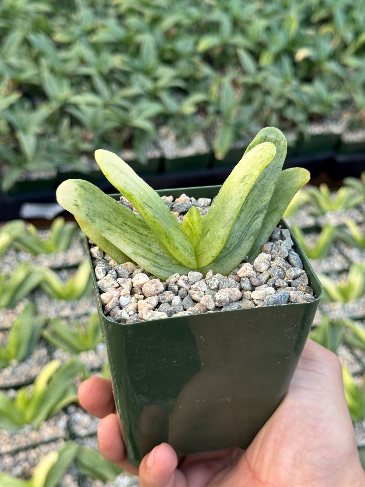 Glottiphyllum depressum Variegada 4”