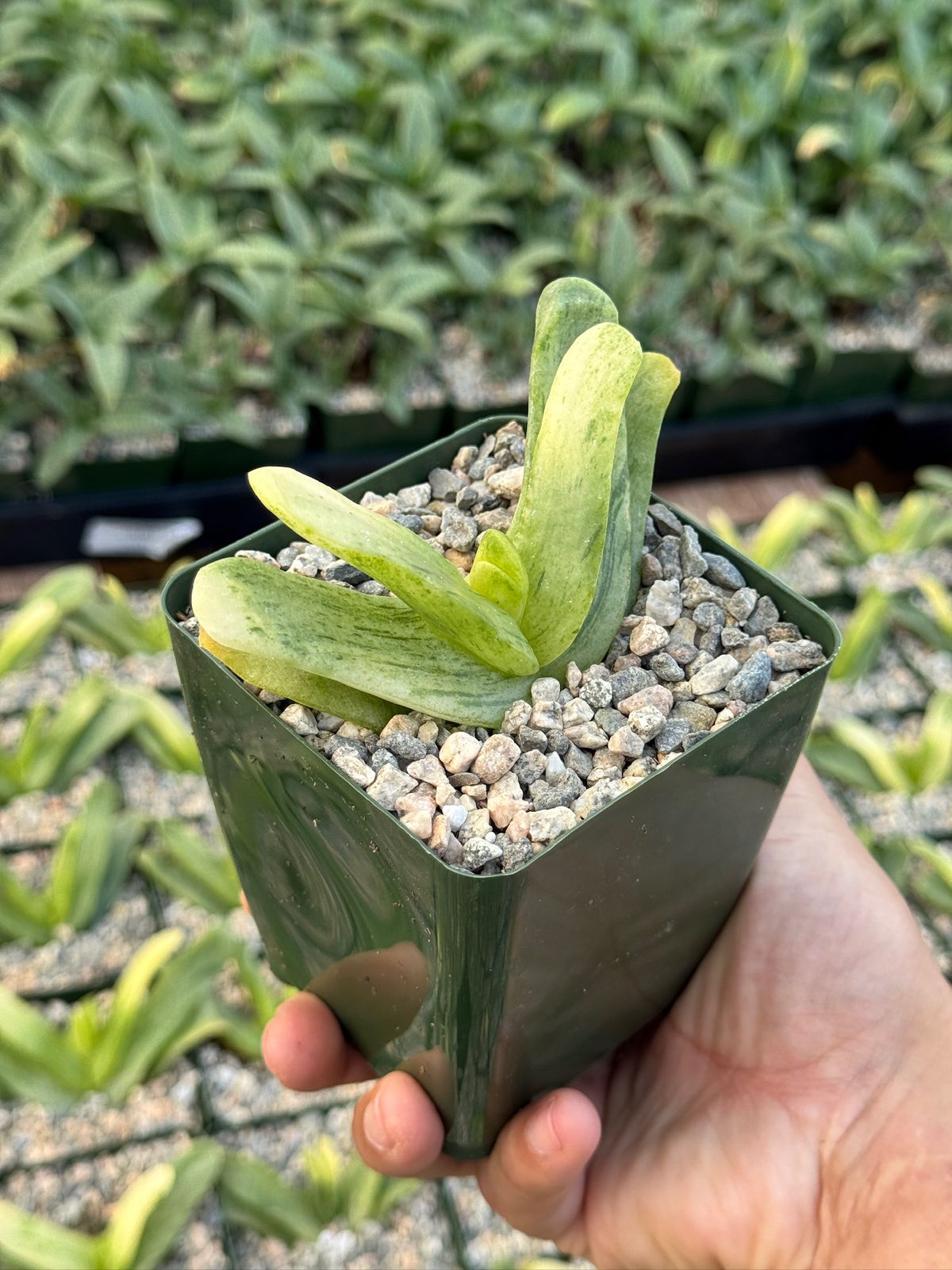 Glottiphyllum depressum Variegada 4”