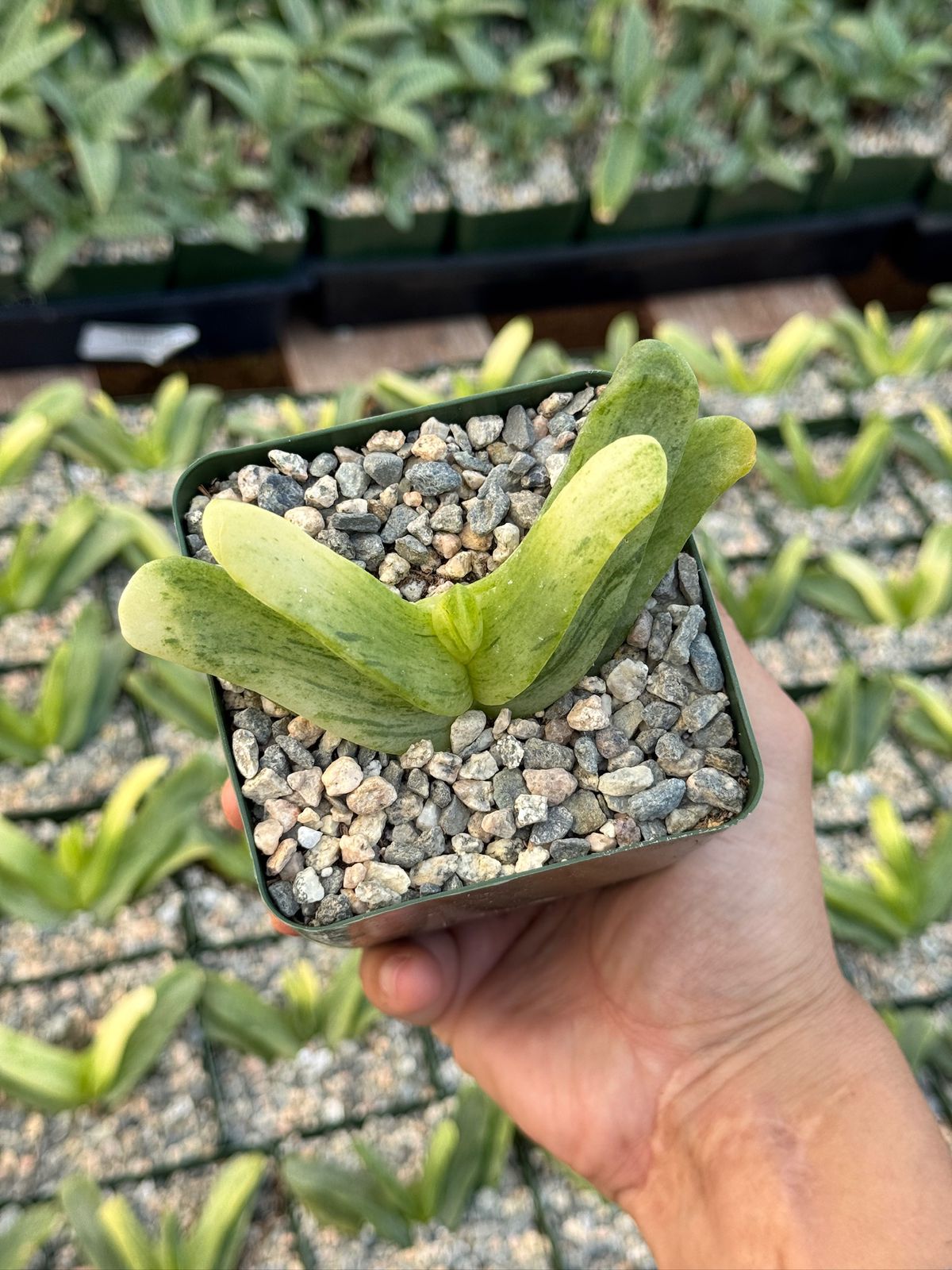 Glottiphyllum depressum Variegada 4”