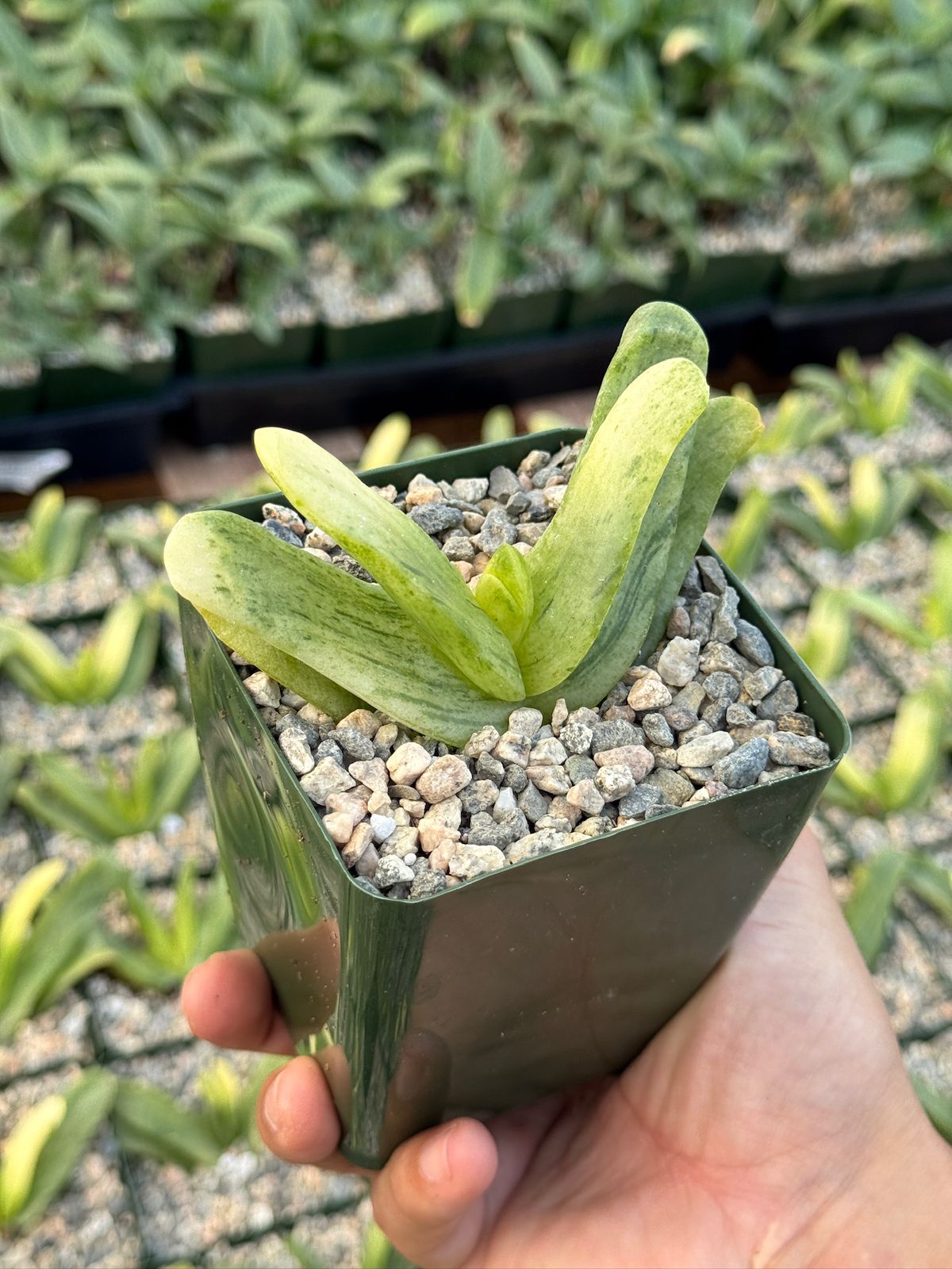 Glottiphyllum depressum Variegada 4”