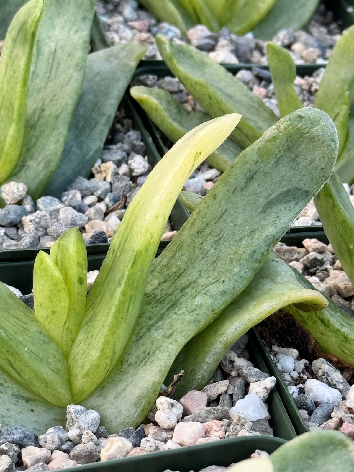 Glottiphyllum depressum Variegada 4”