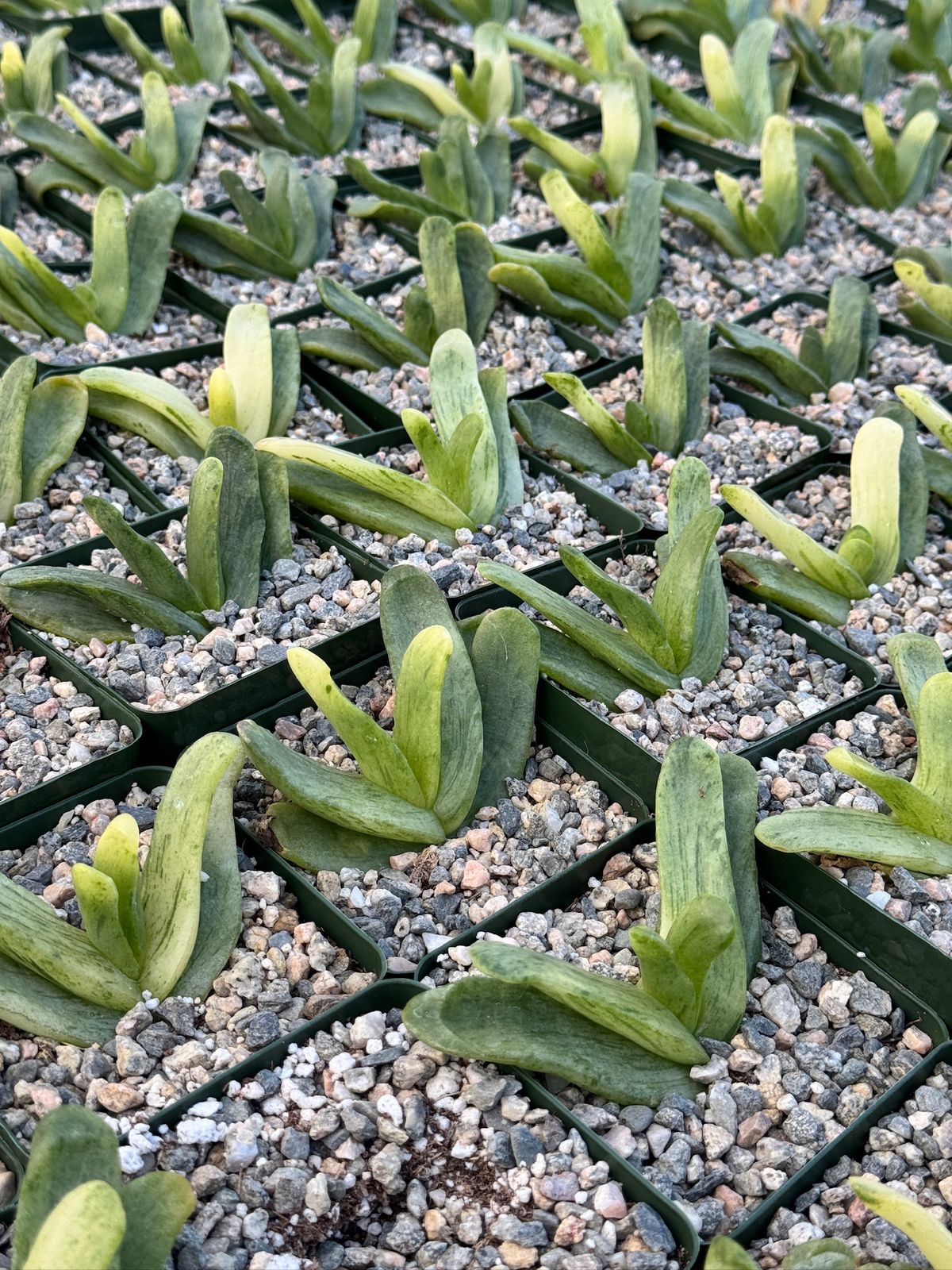 Glottiphyllum depressum Variegada 4”