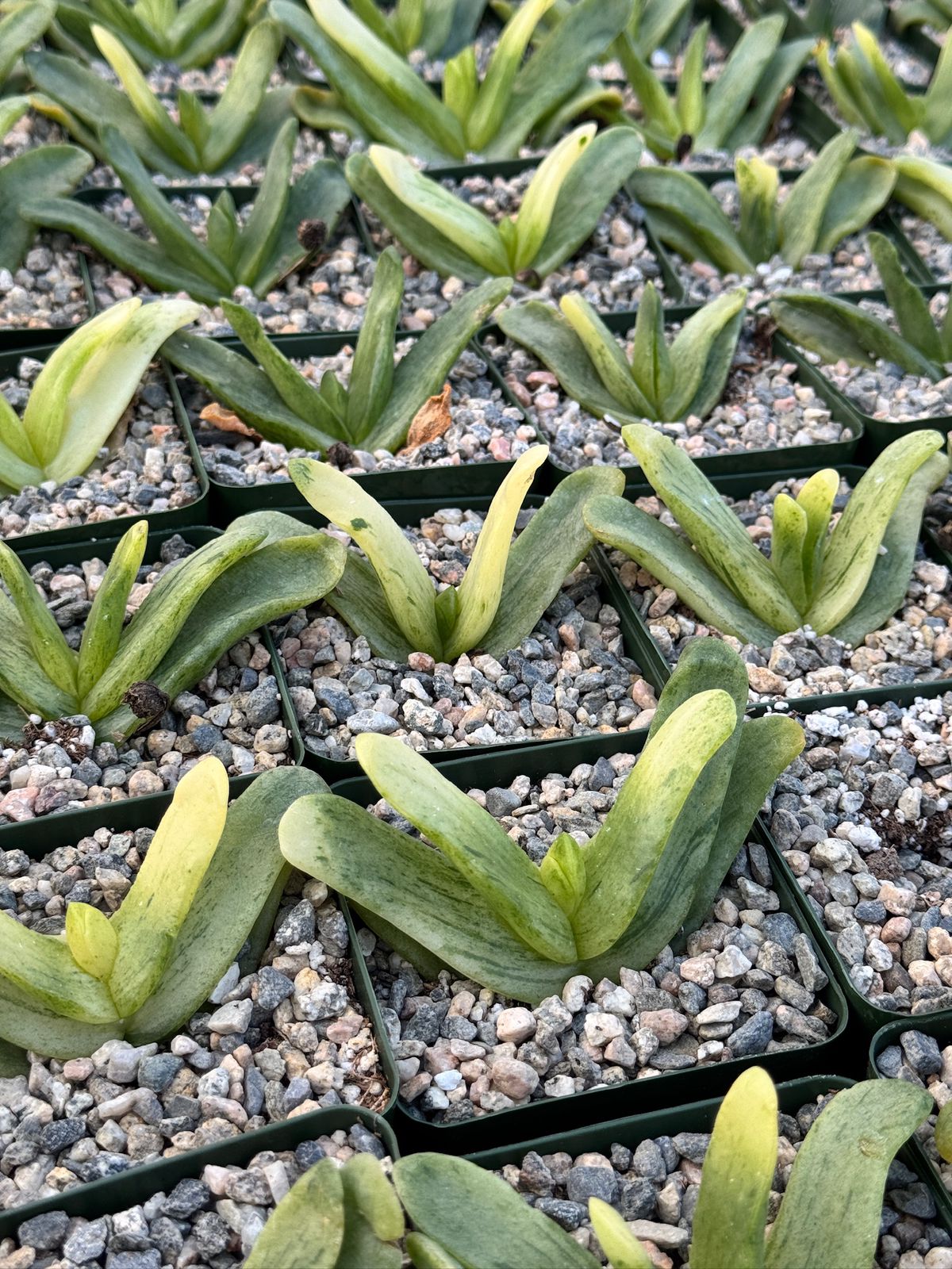 Glottiphyllum depressum Variegada 4”