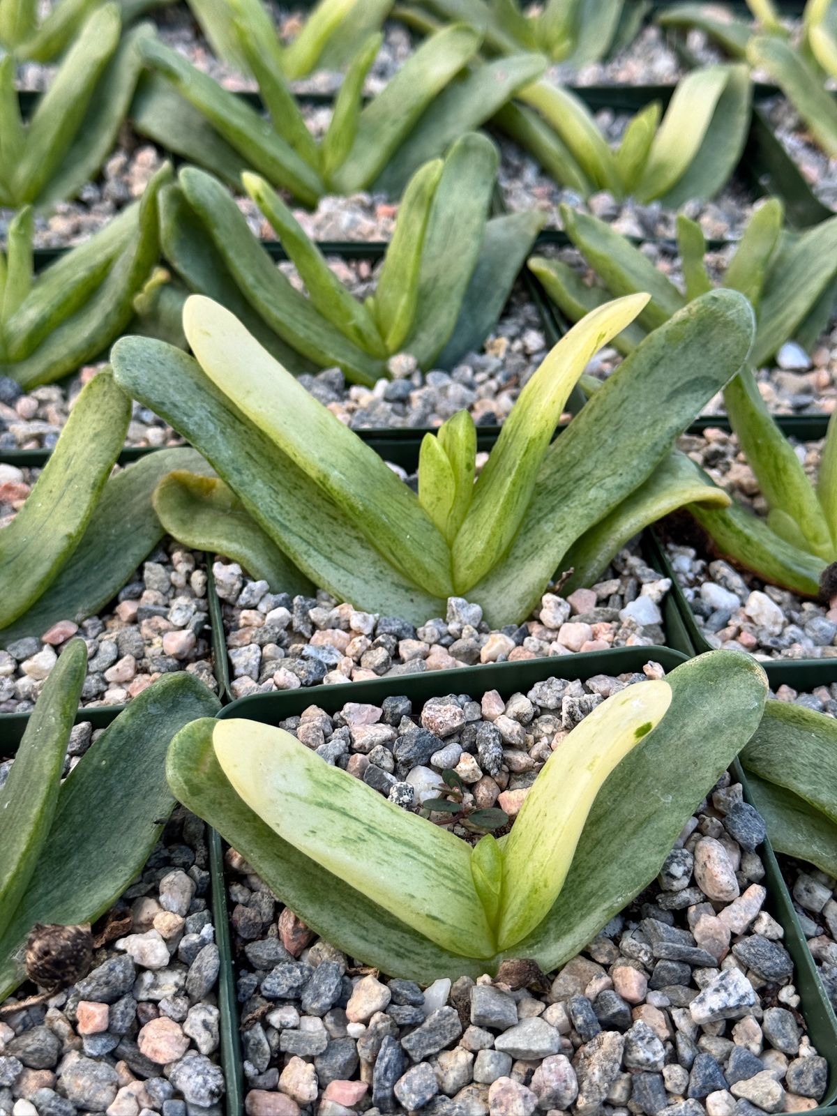 Glottiphyllum depressum Variegada 4”