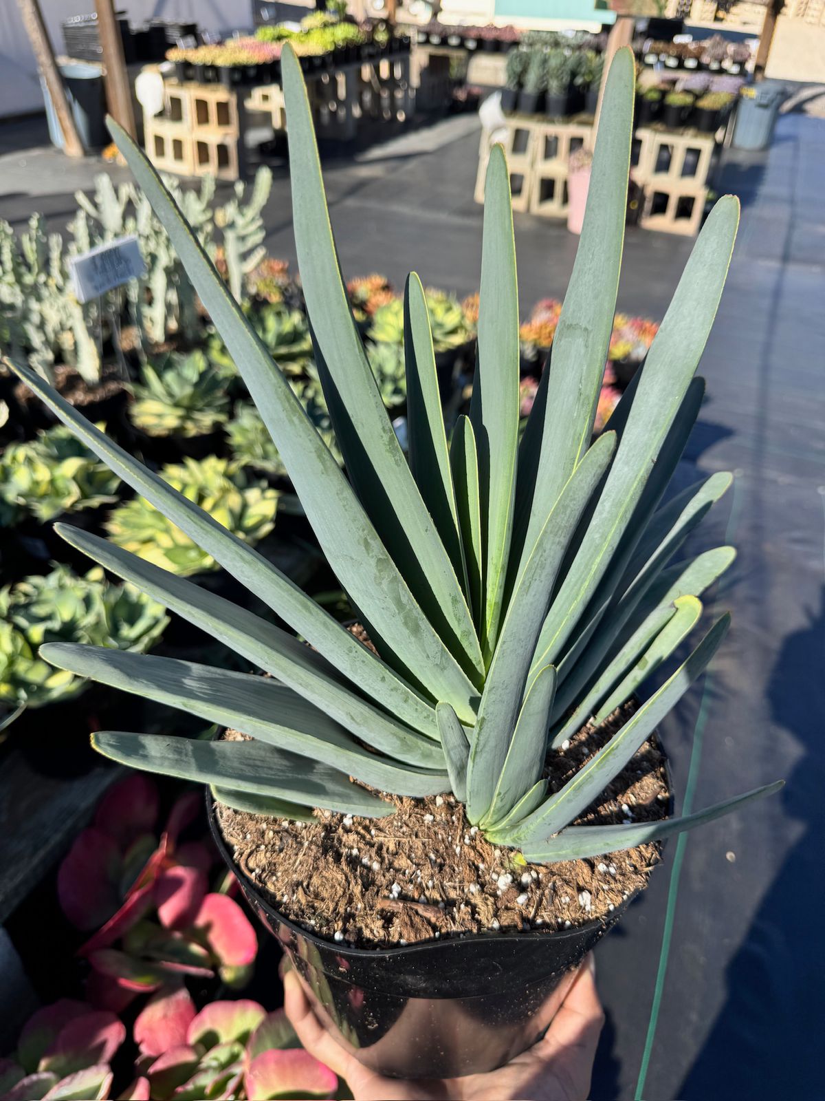 Aloe plicatilis
