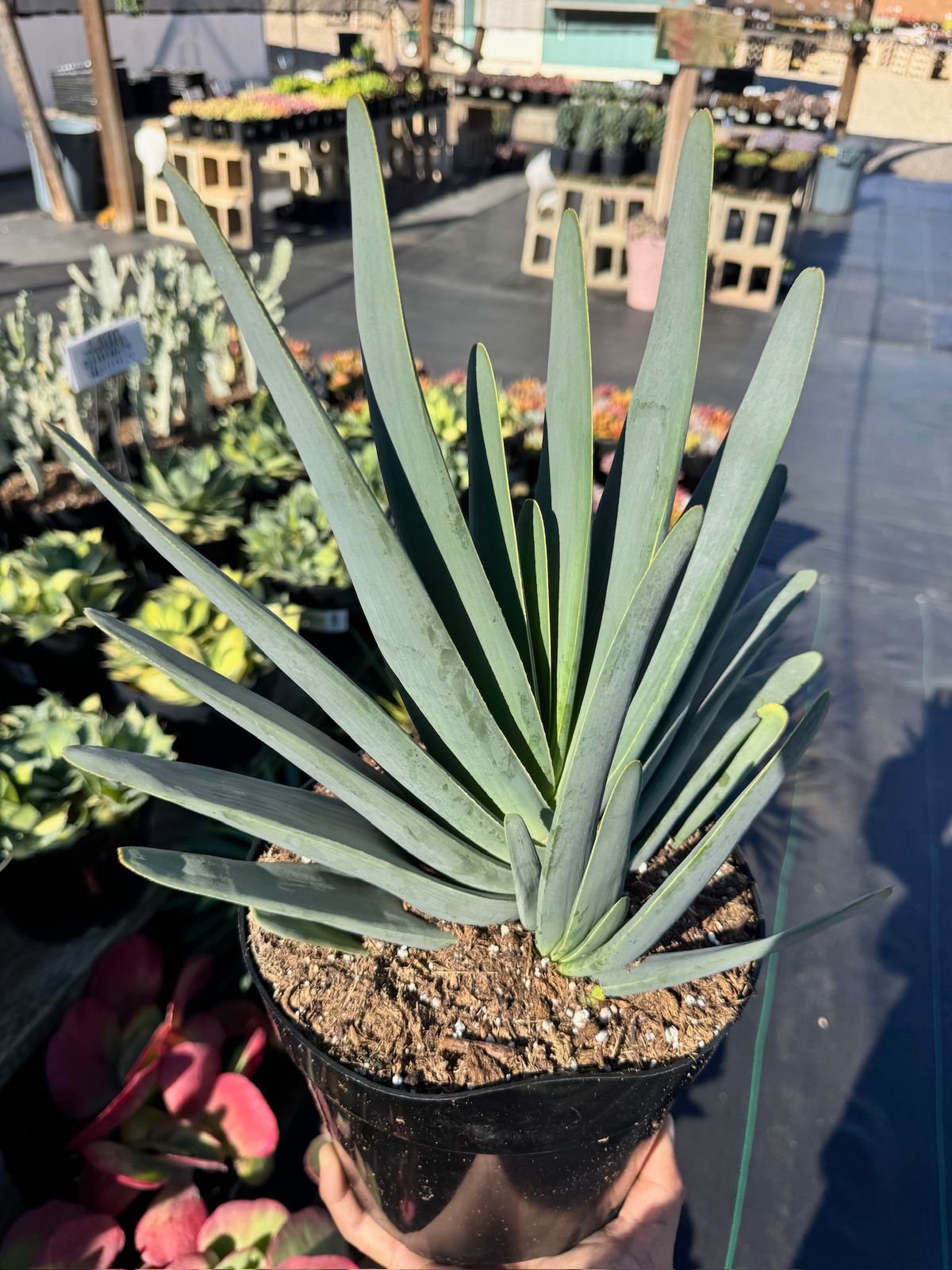 Aloe plicatilis