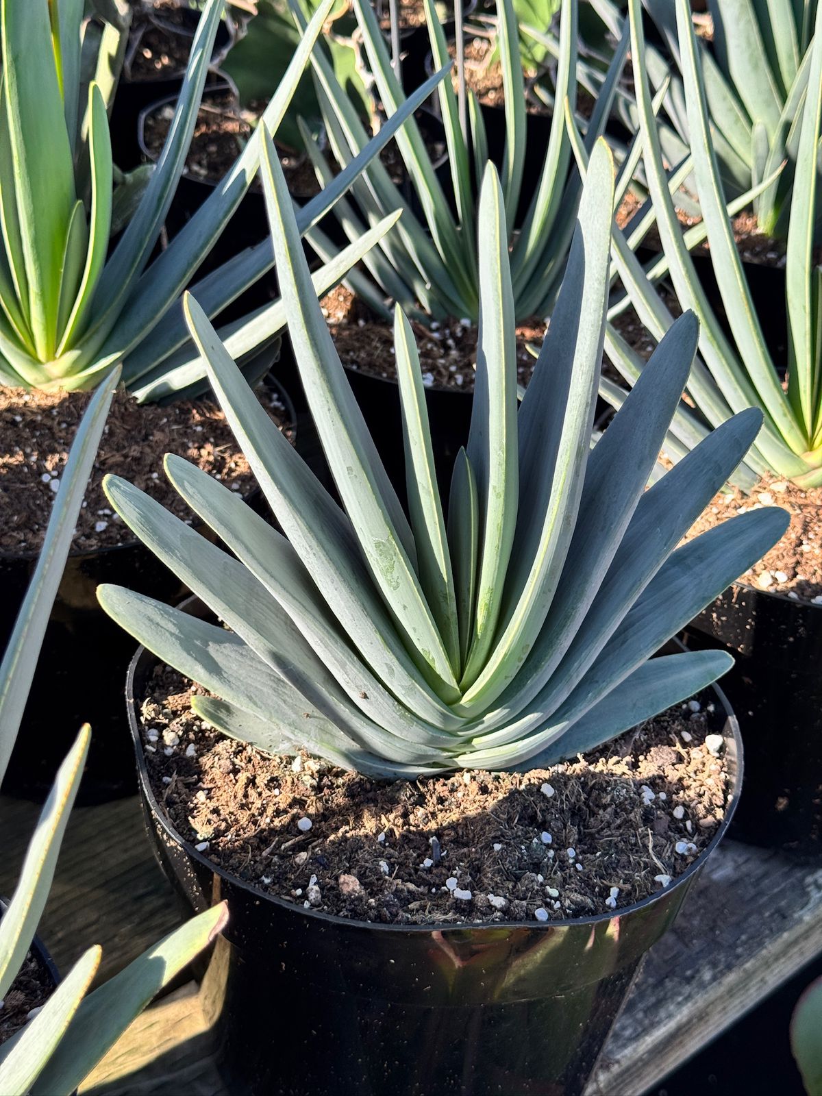 Aloe plicatilis