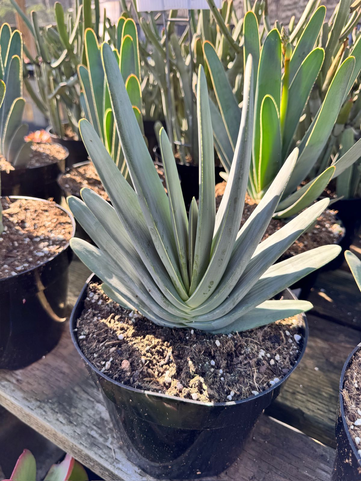 Aloe plicatilis