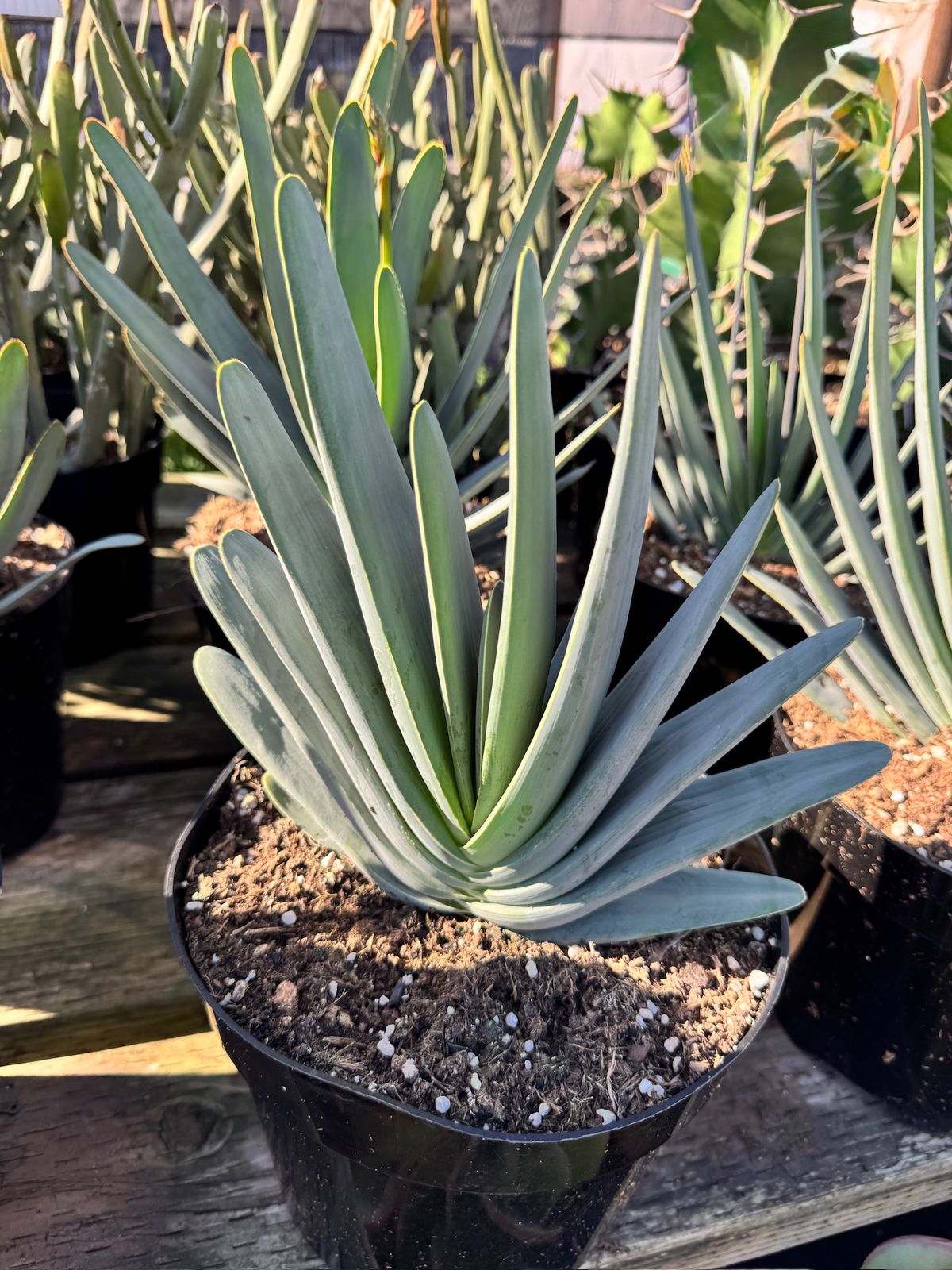 Aloe plicatilis
