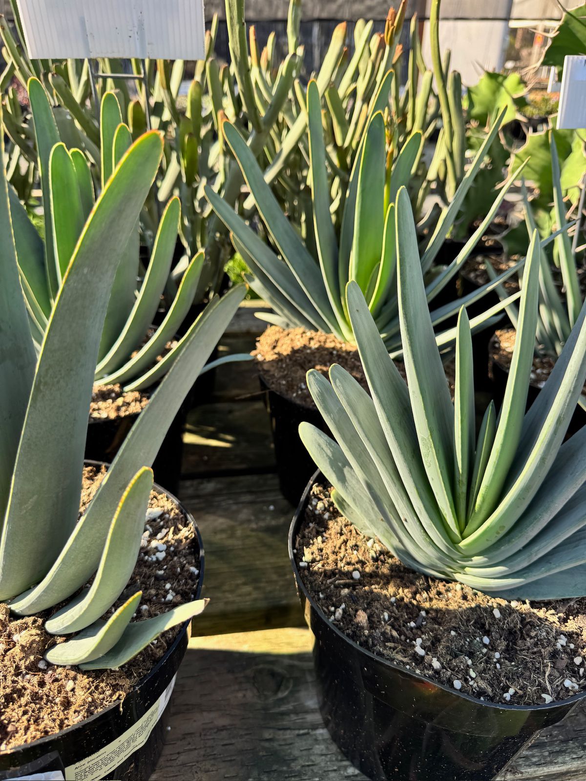 Aloe plicatilis