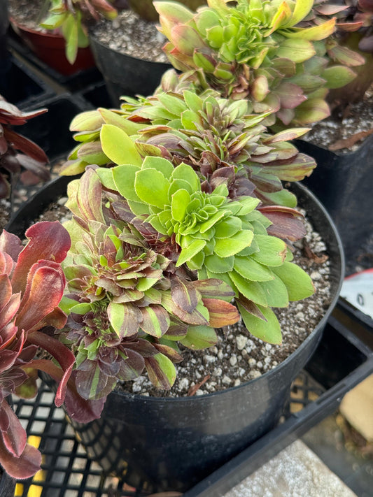 Aeonium big bang crestado