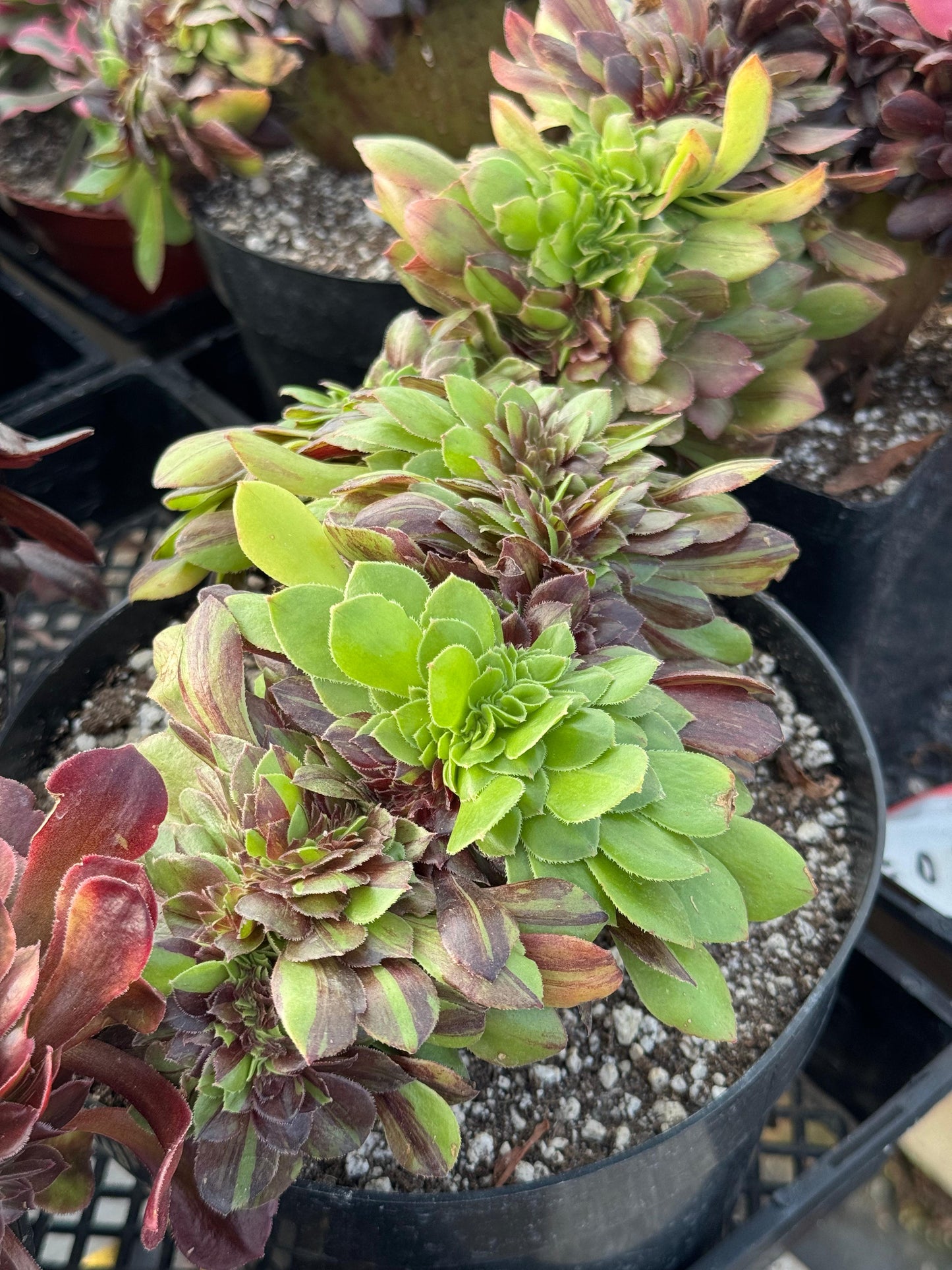 Aeonium big bang crestado